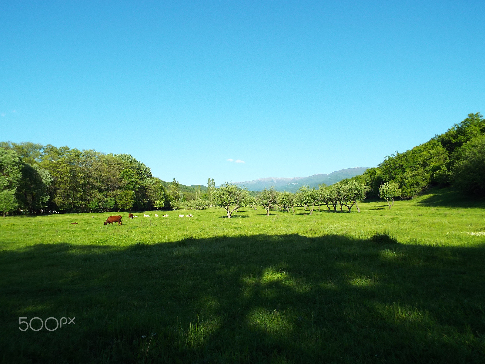 Fujifilm FinePix S9800 sample photo. Nature photography