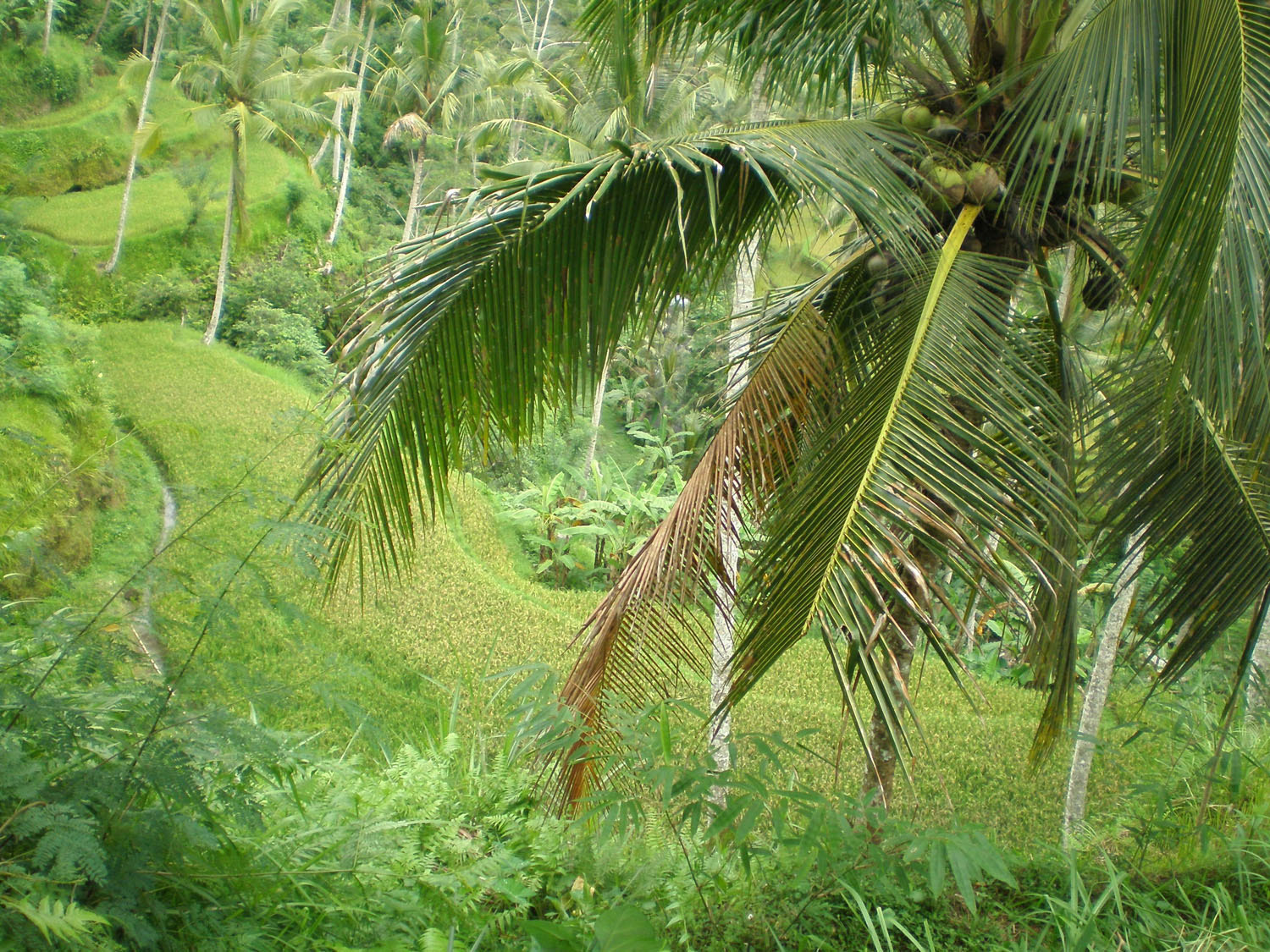 Olympus FE190/X750 sample photo. Bali photography