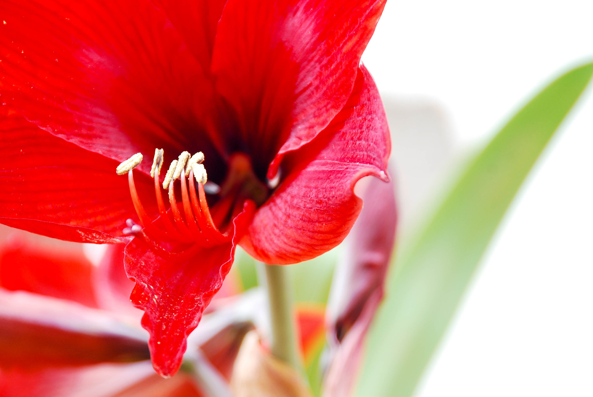 Nikon D80 sample photo. The red flower photography