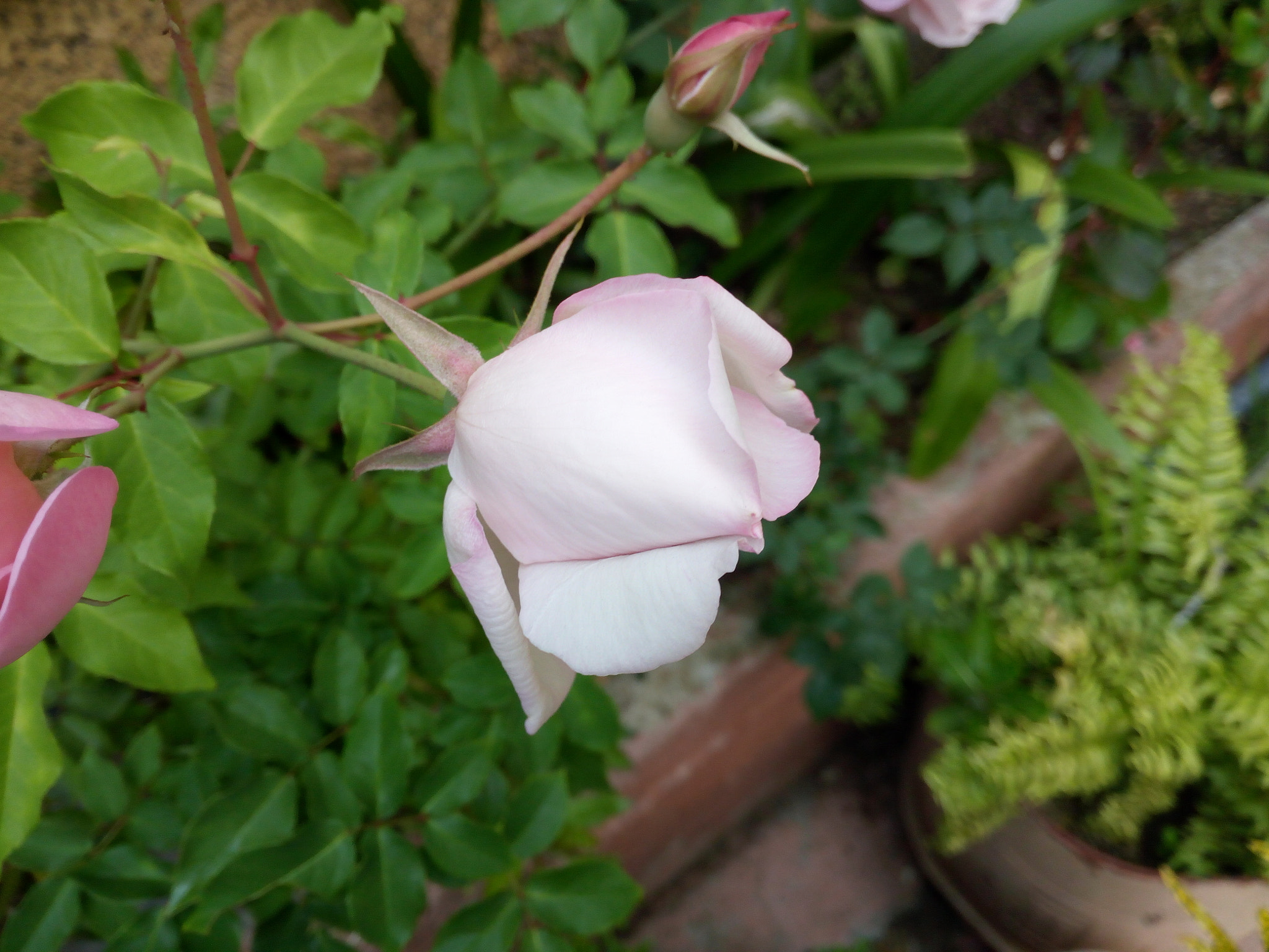 HUAWEI GR3 sample photo