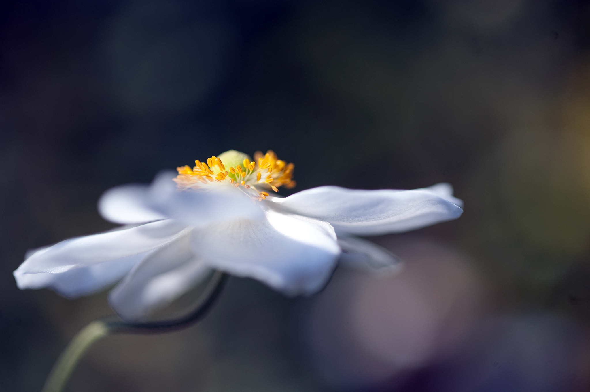 Nikon D3 sample photo