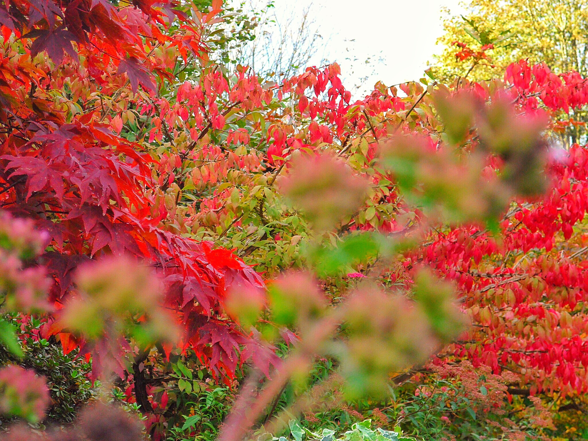 Samsung VLUU SH100, SAMSUNG SH100 sample photo. Acer in autumn photography