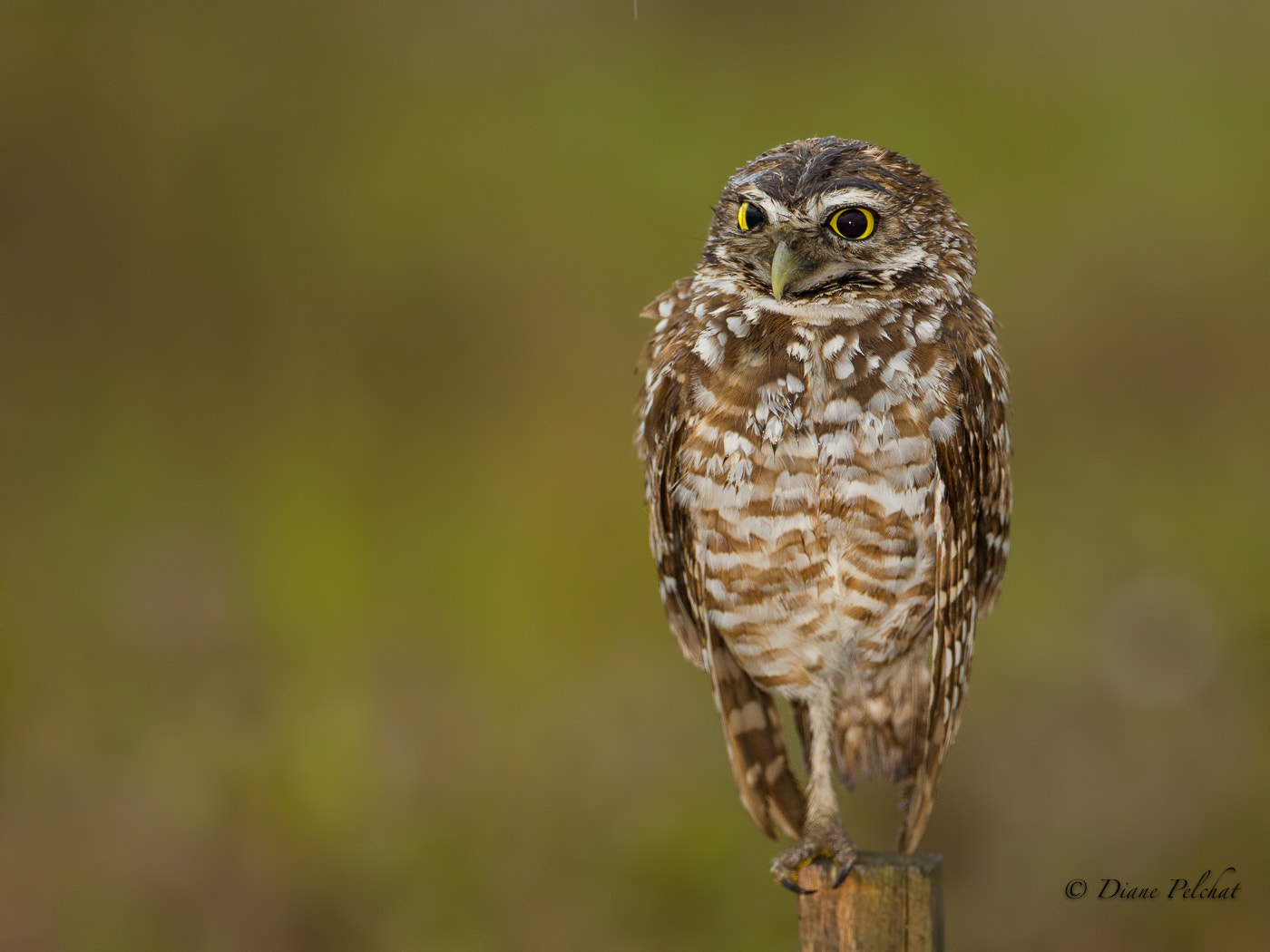 Canon EF 300mm F2.8L IS II USM sample photo. I'm watching photography