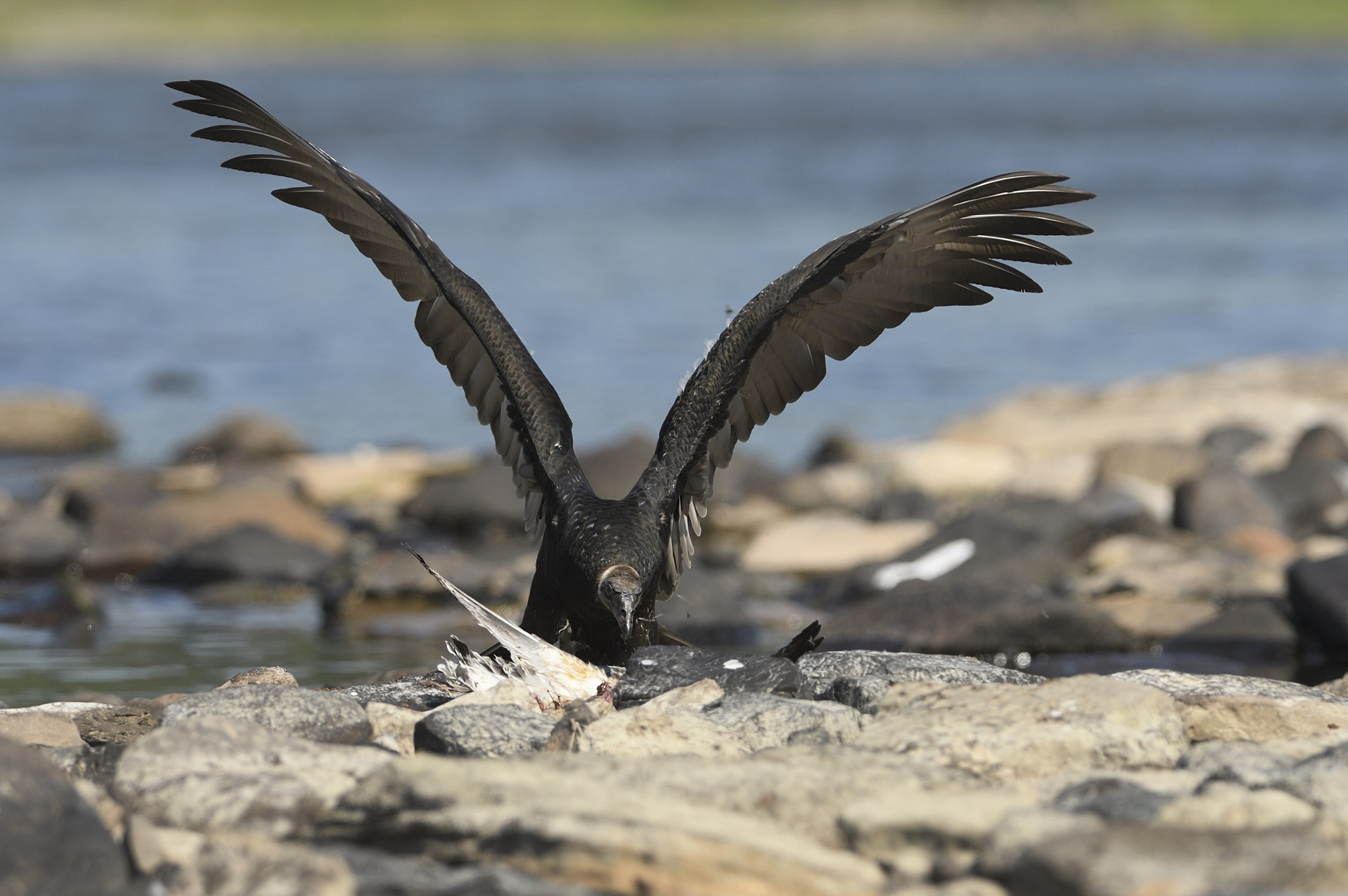 Nikon D3 + Nikon AF-S Nikkor 300mm F2.8G ED-IF VR sample photo. Black vulture photography