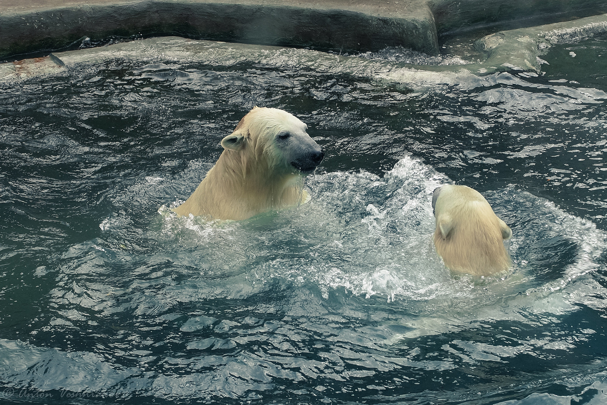 Sony SLT-A58 + Sony DT 35mm F1.8 SAM sample photo. White bears in moscow zoo. photography