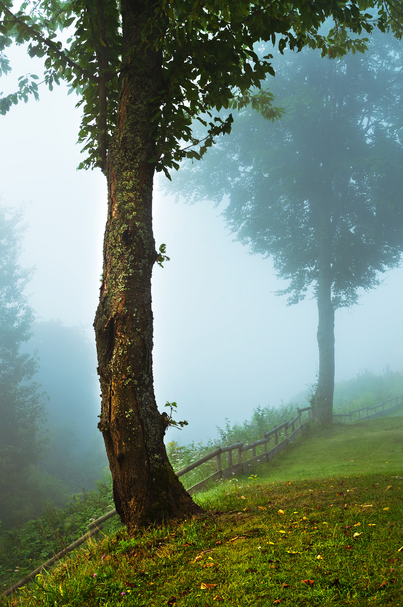 Pentax K-x sample photo. Two trees in the fog photography