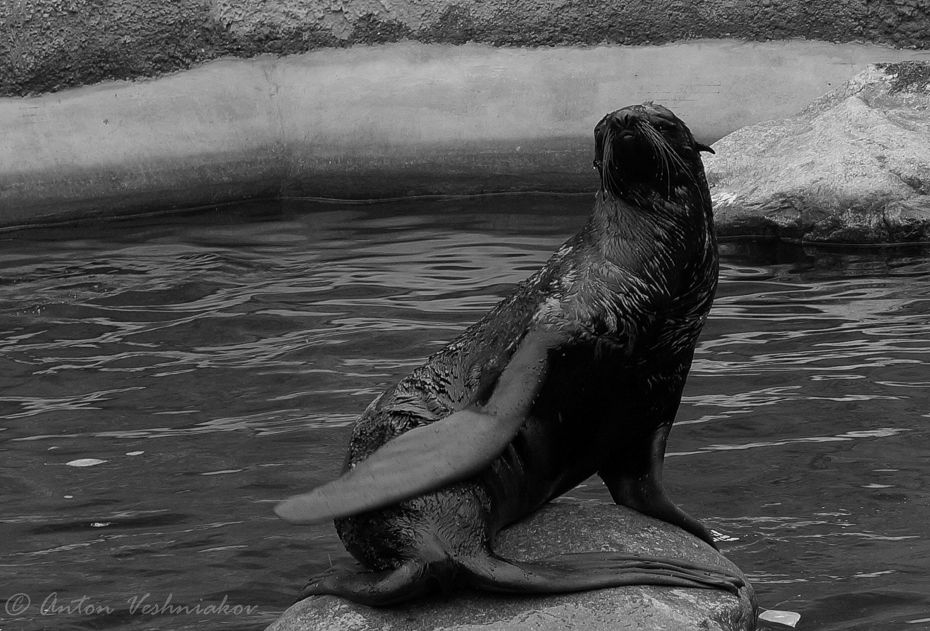 Sony SLT-A58 + Sony DT 35mm F1.8 SAM sample photo. Fur seal in moscow zoo. photography