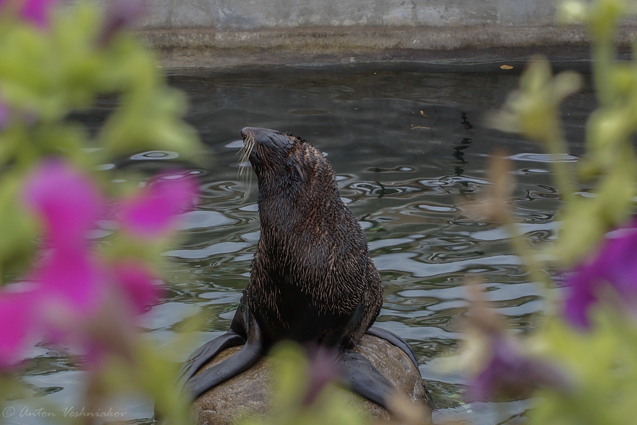 Sony SLT-A58 + Sony DT 35mm F1.8 SAM sample photo. Fur seal in moscow zoo. photography