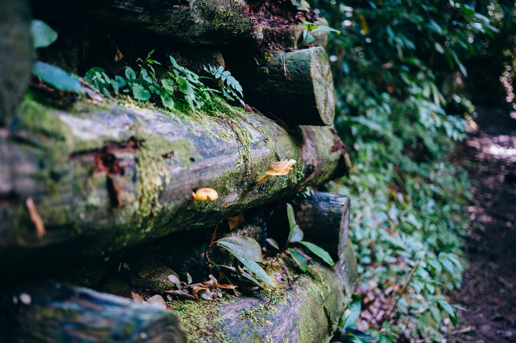 Small Things in The Forest