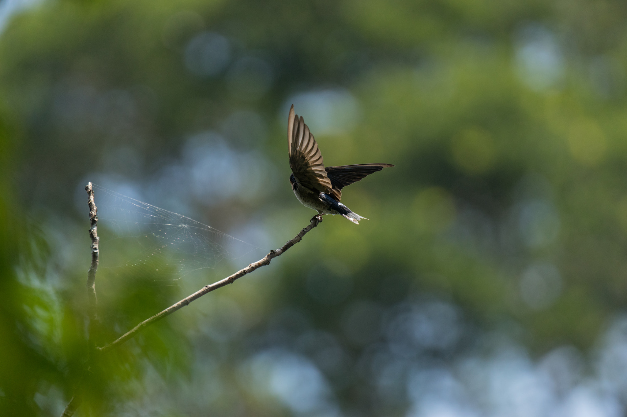 Sony 70-400mm F4-5.6 G SSM II sample photo
