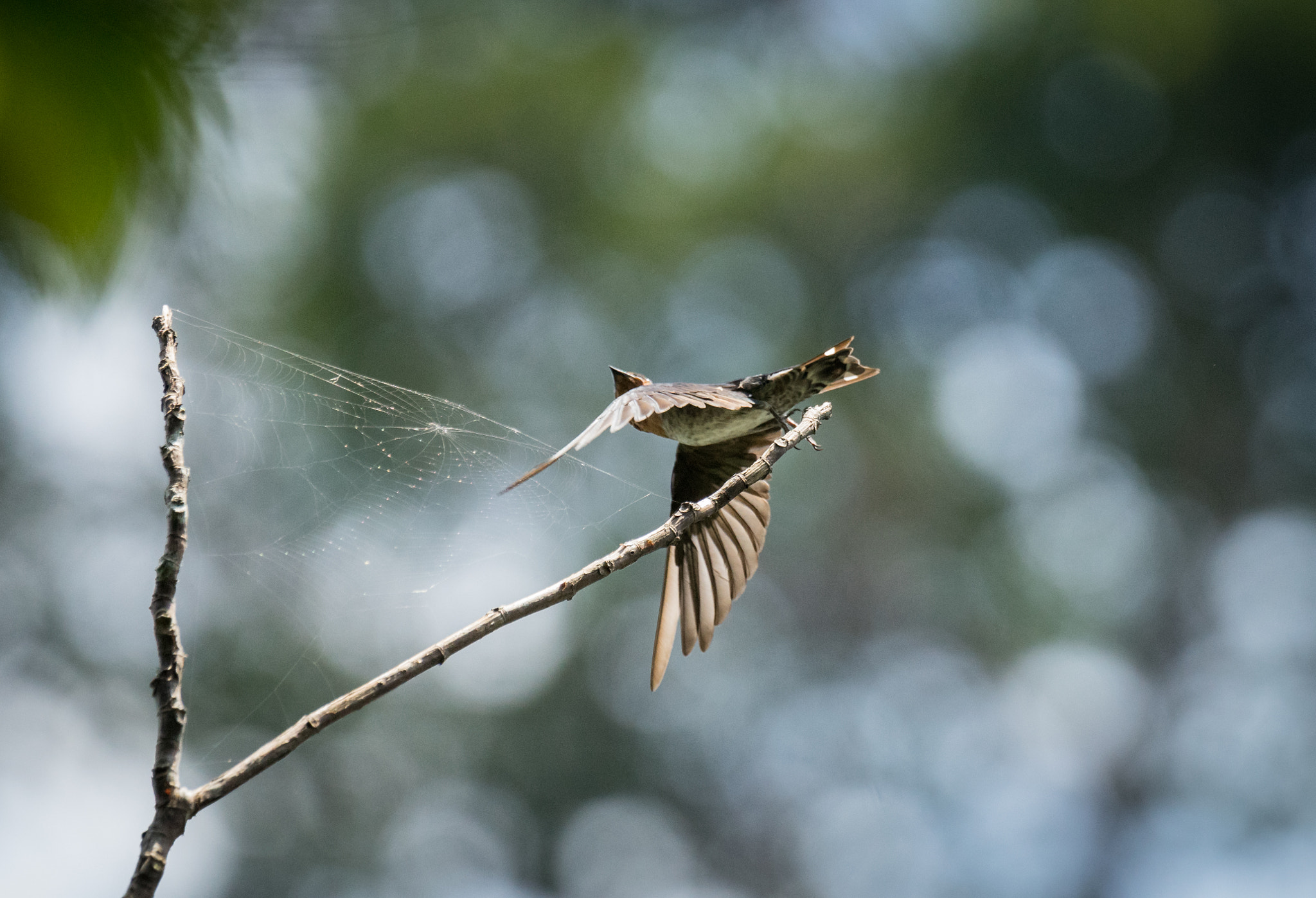 Sony 70-400mm F4-5.6 G SSM II sample photo