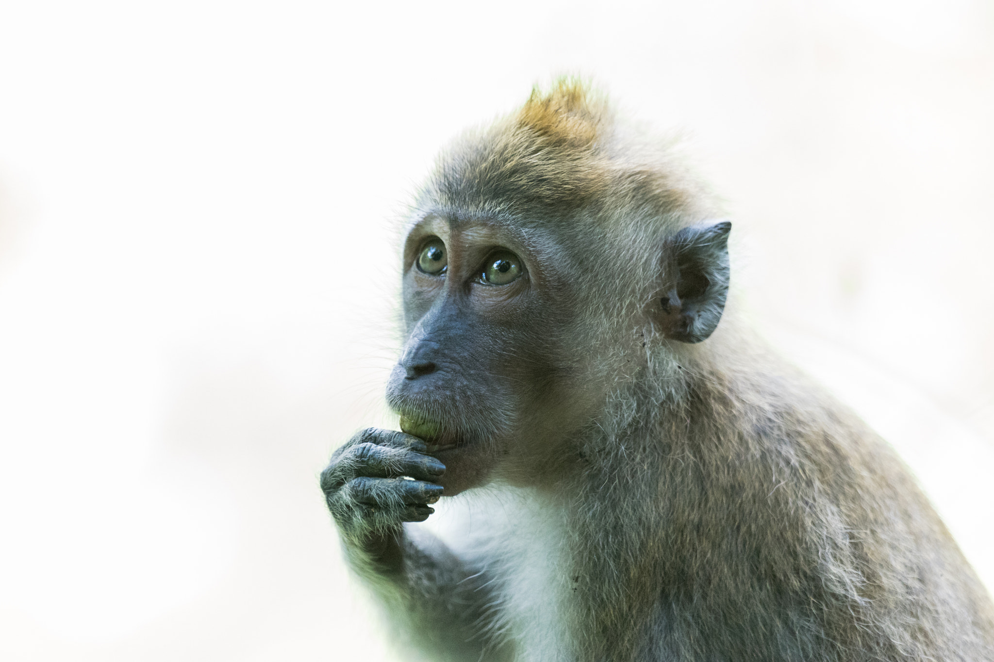 Sony 70-400mm F4-5.6 G SSM II sample photo