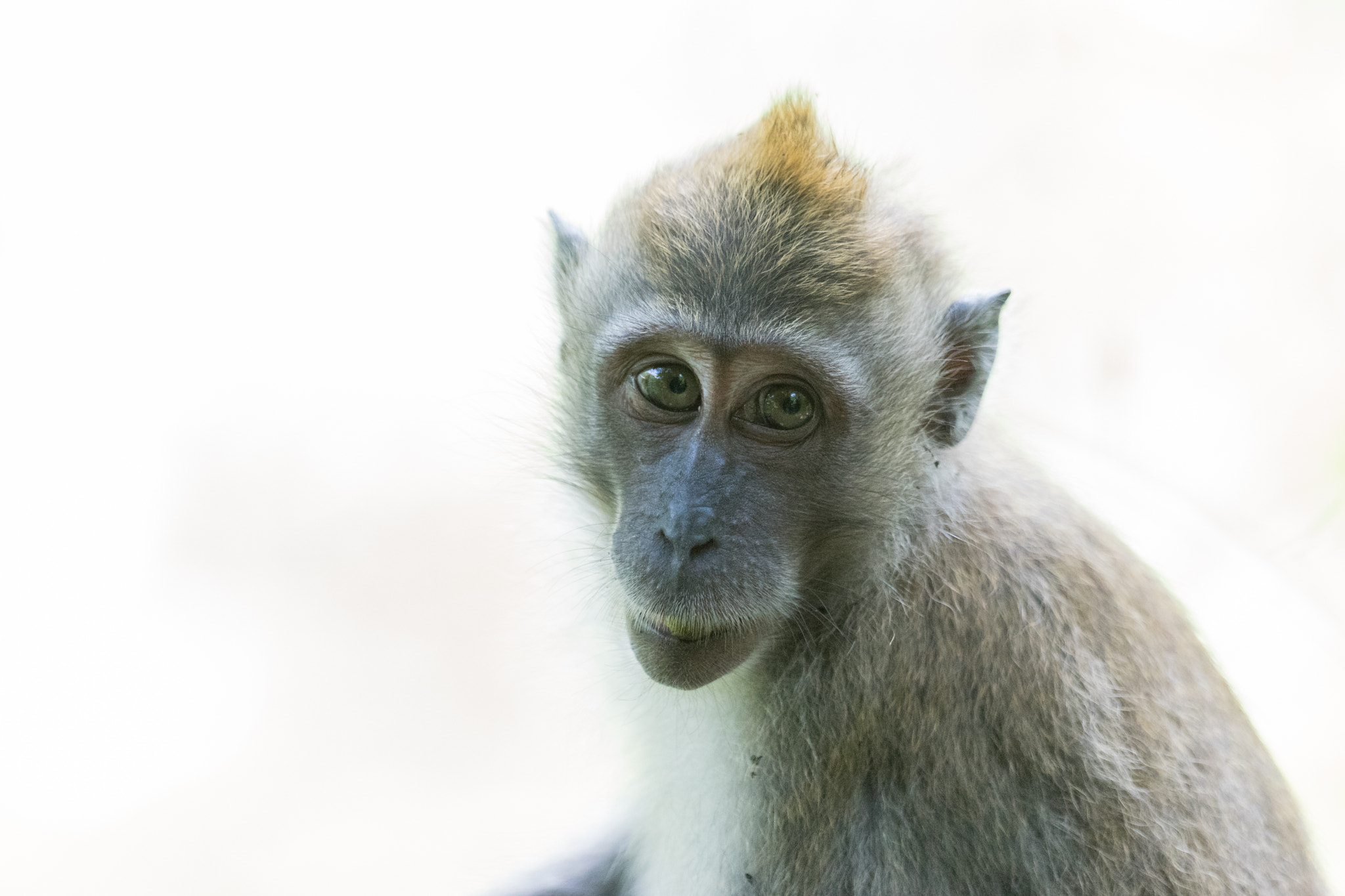 Sony 70-400mm F4-5.6 G SSM II sample photo
