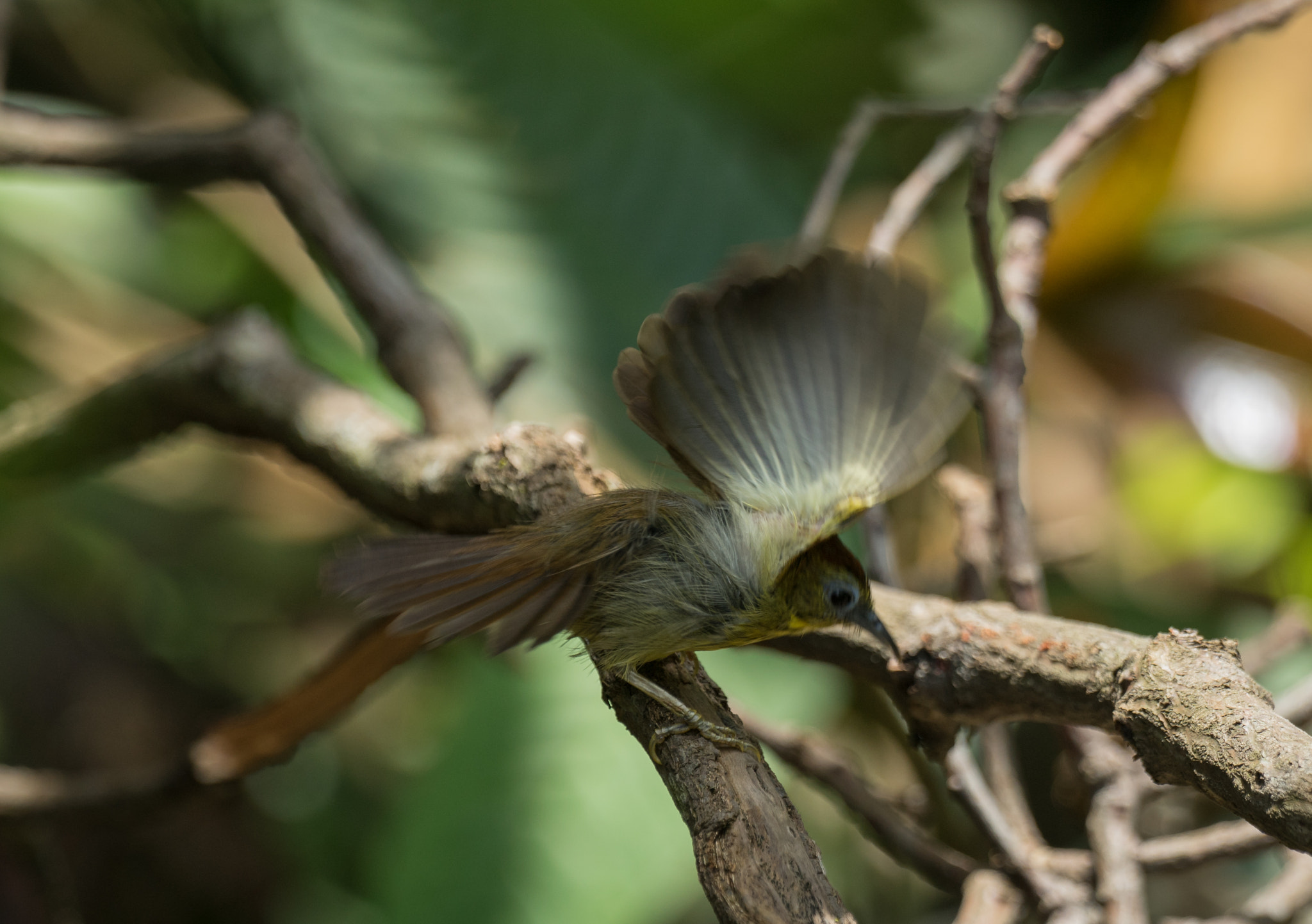Sony 70-400mm F4-5.6 G SSM II sample photo