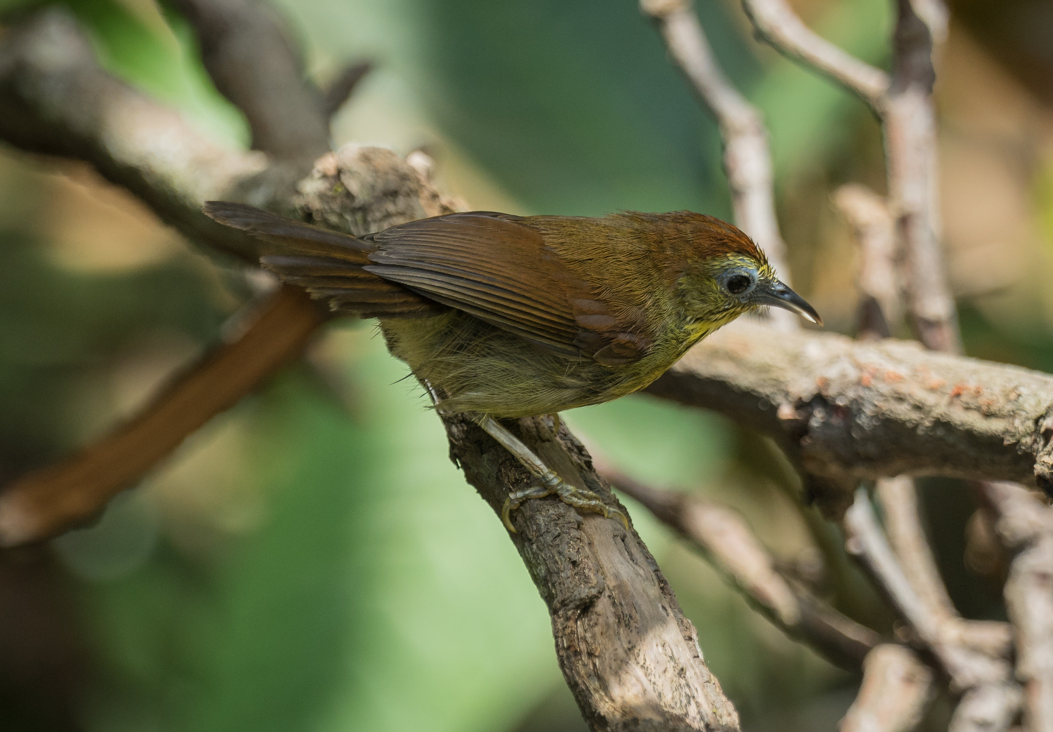 Sony 70-400mm F4-5.6 G SSM II sample photo