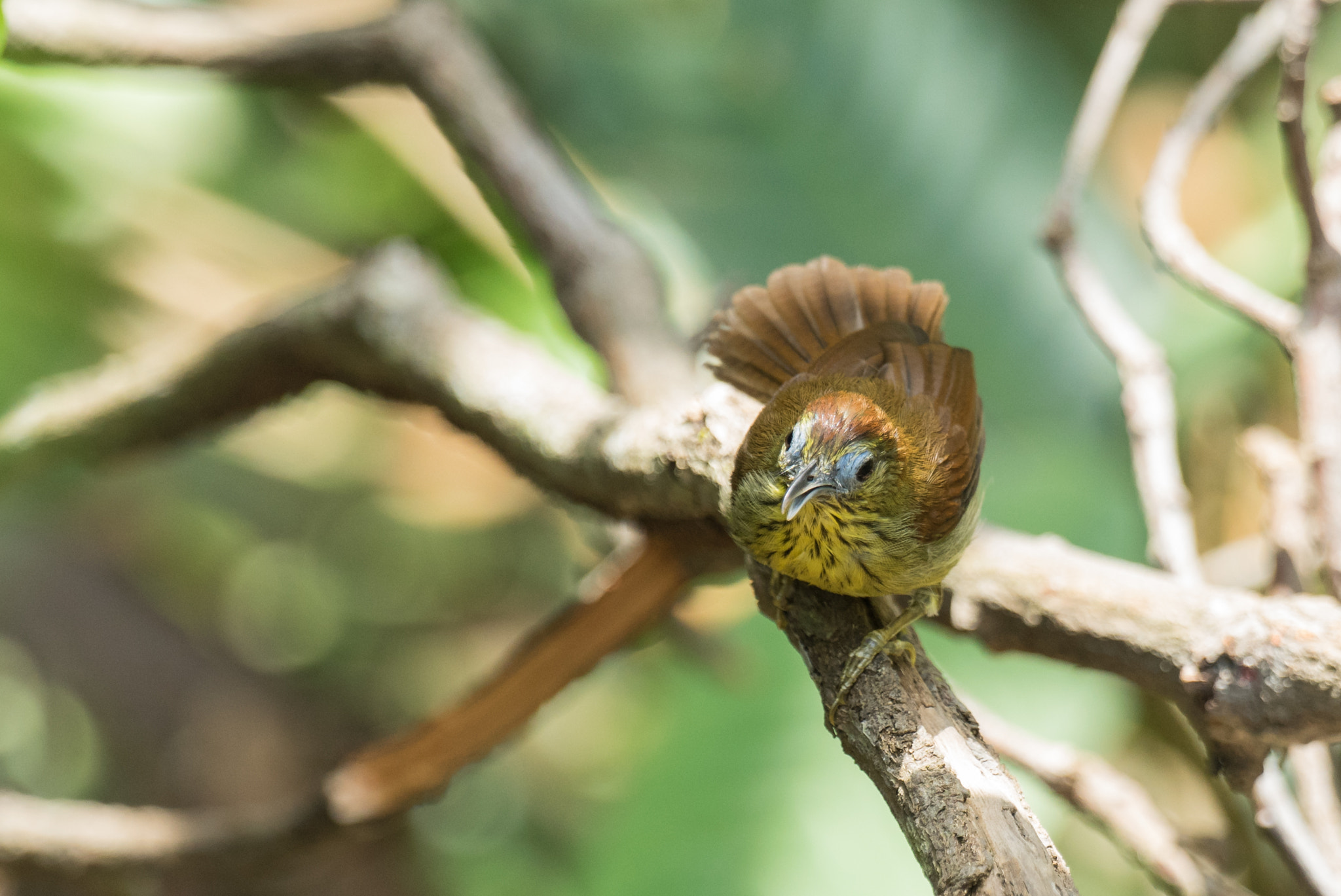 Sony 70-400mm F4-5.6 G SSM II sample photo