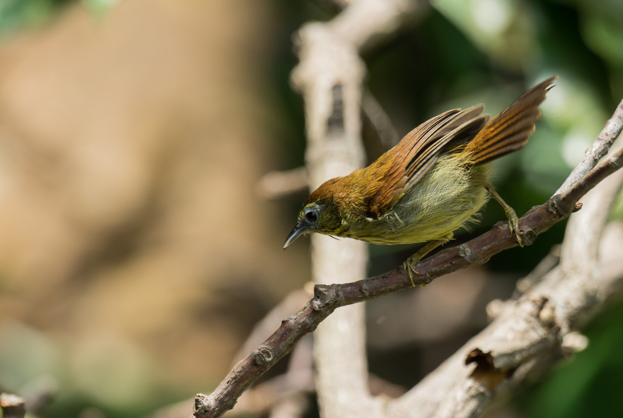 Sony 70-400mm F4-5.6 G SSM II sample photo