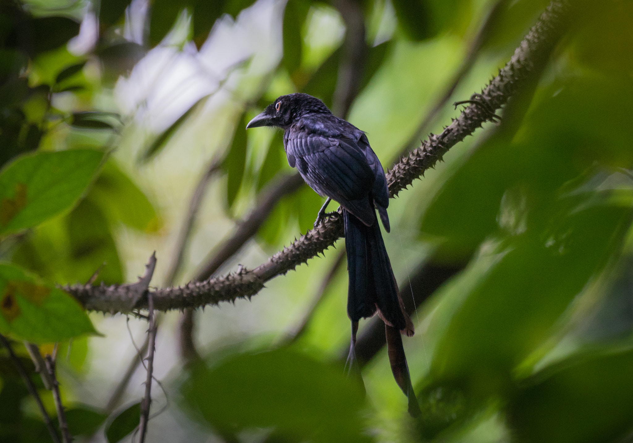Sony 70-400mm F4-5.6 G SSM II sample photo