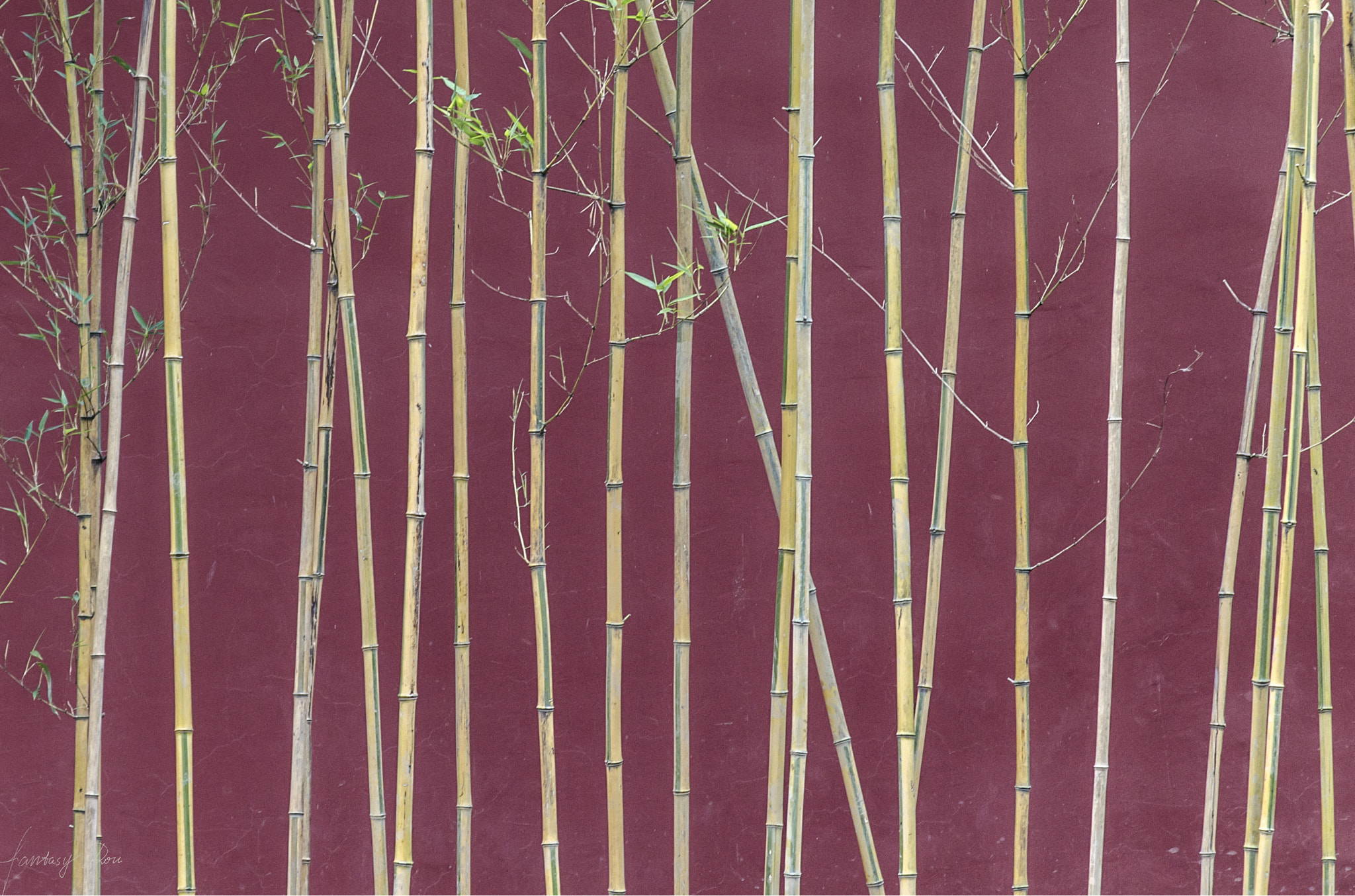 Nikon AF Nikkor 24-85mm F2.8-4D IF sample photo. Bamboo photography