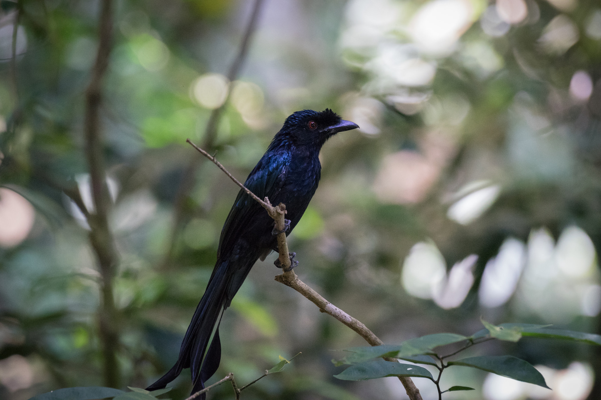 Sony 70-400mm F4-5.6 G SSM II sample photo