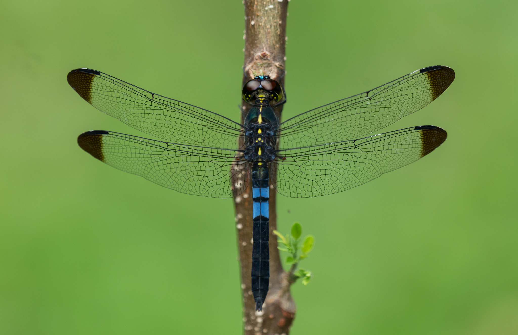 Sony 70-400mm F4-5.6 G SSM II sample photo