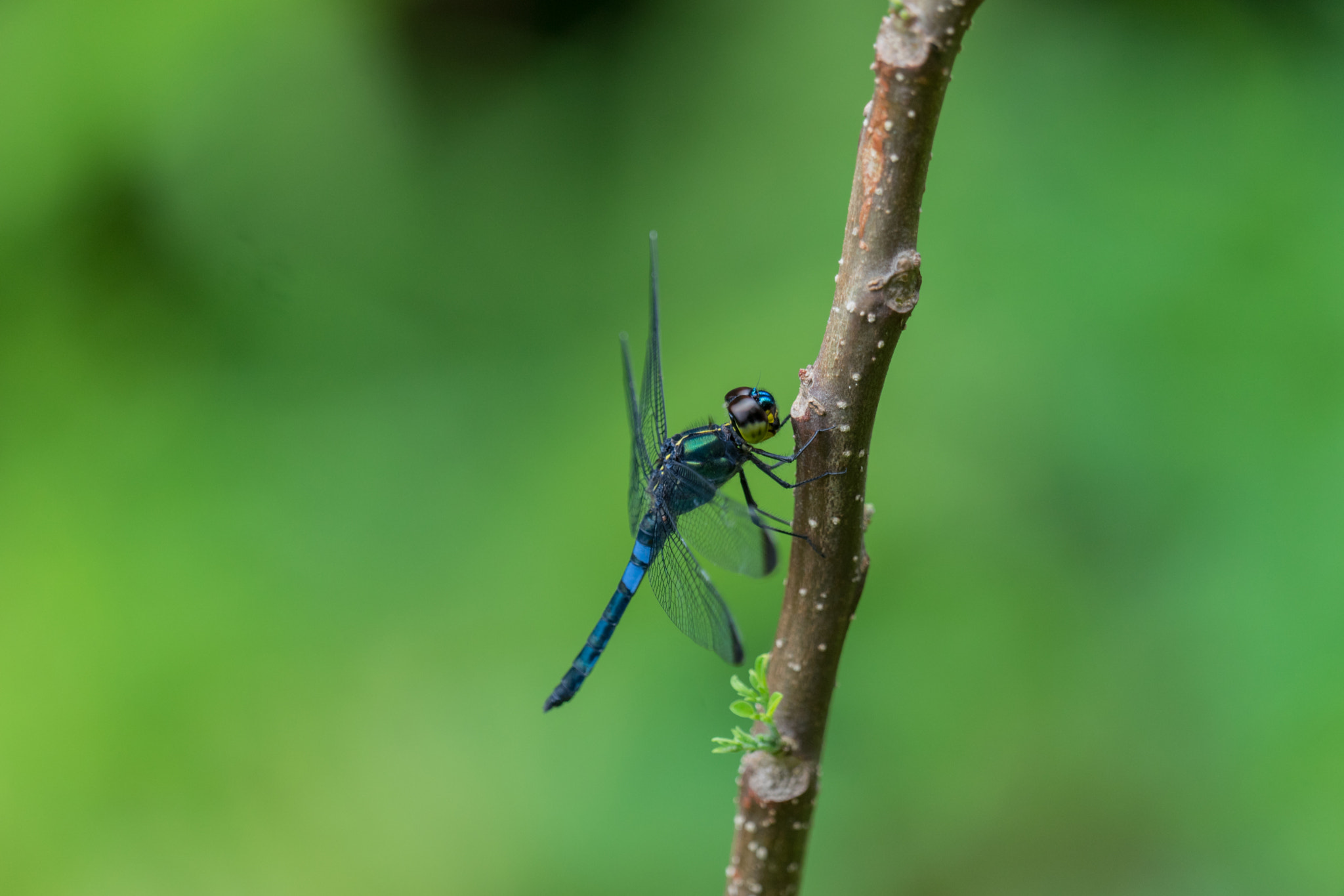 Sony 70-400mm F4-5.6 G SSM II sample photo