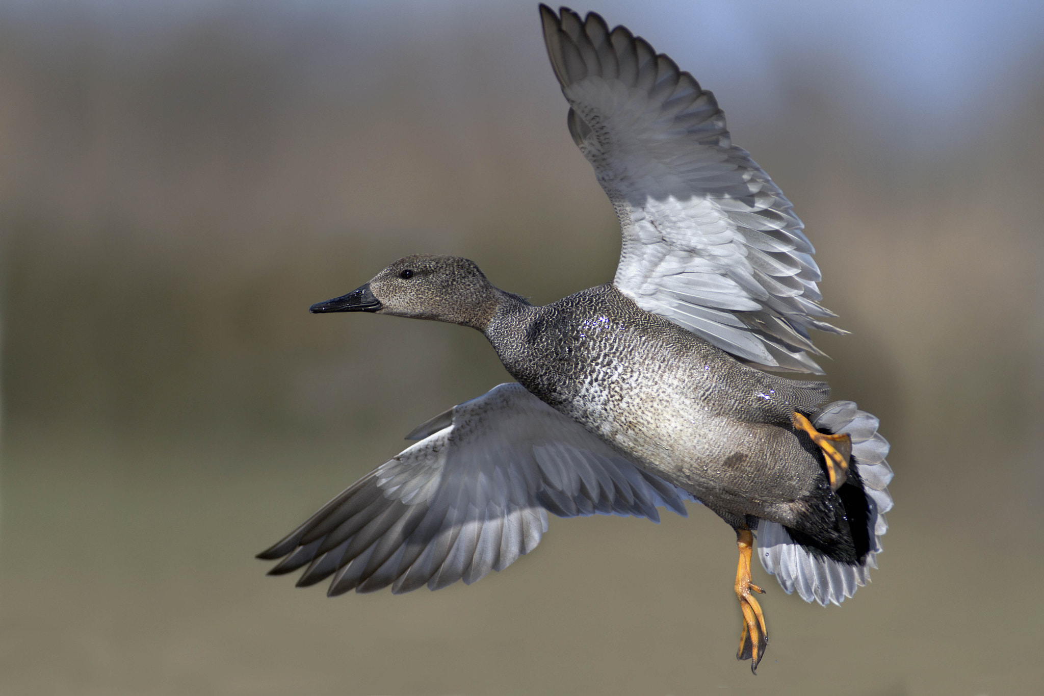 Canon EF 300mm f/2.8L + 2x sample photo. Gadwall photography