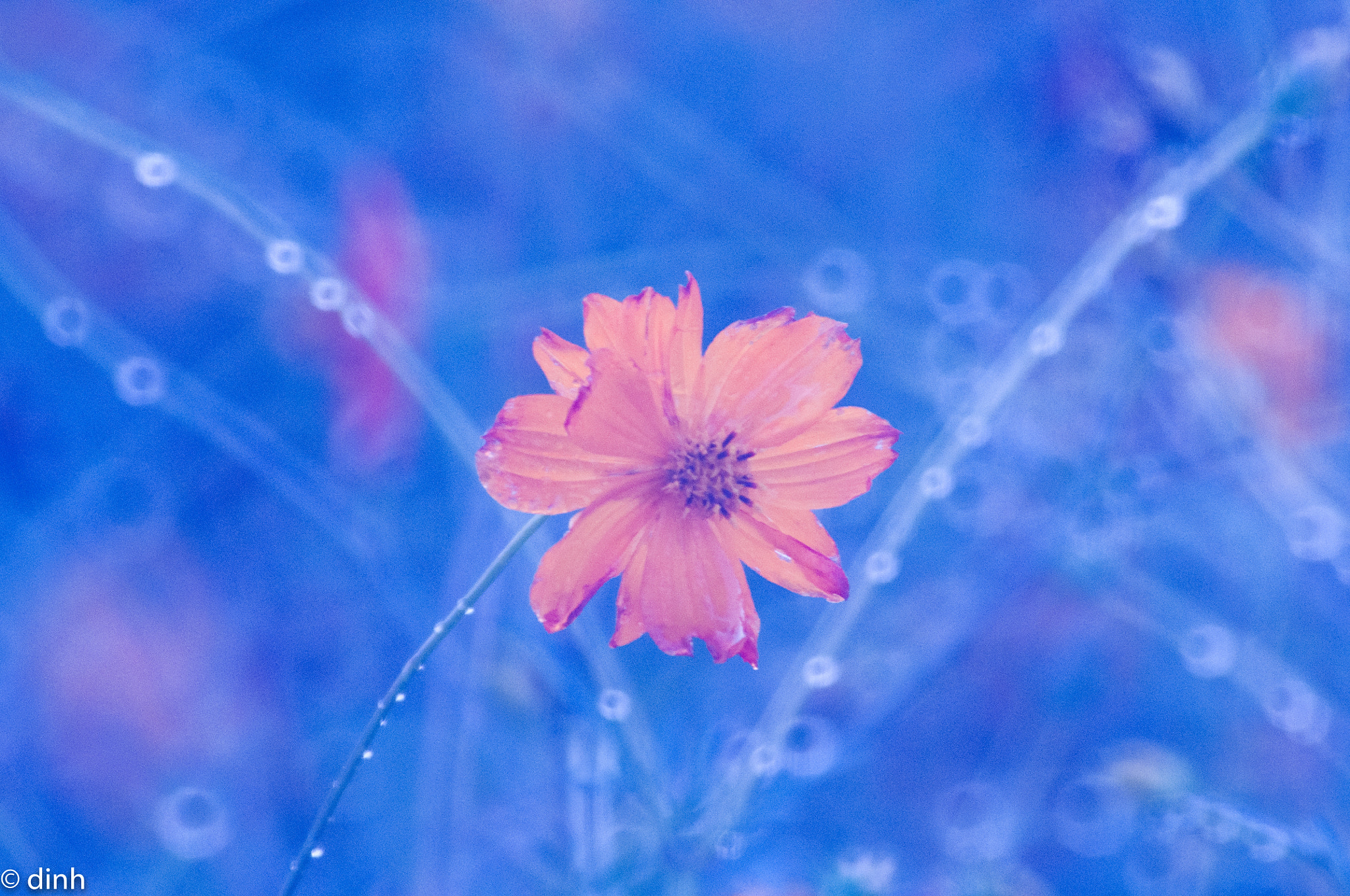 Nikon AF-Nikkor 80-200mm F2.8D ED sample photo