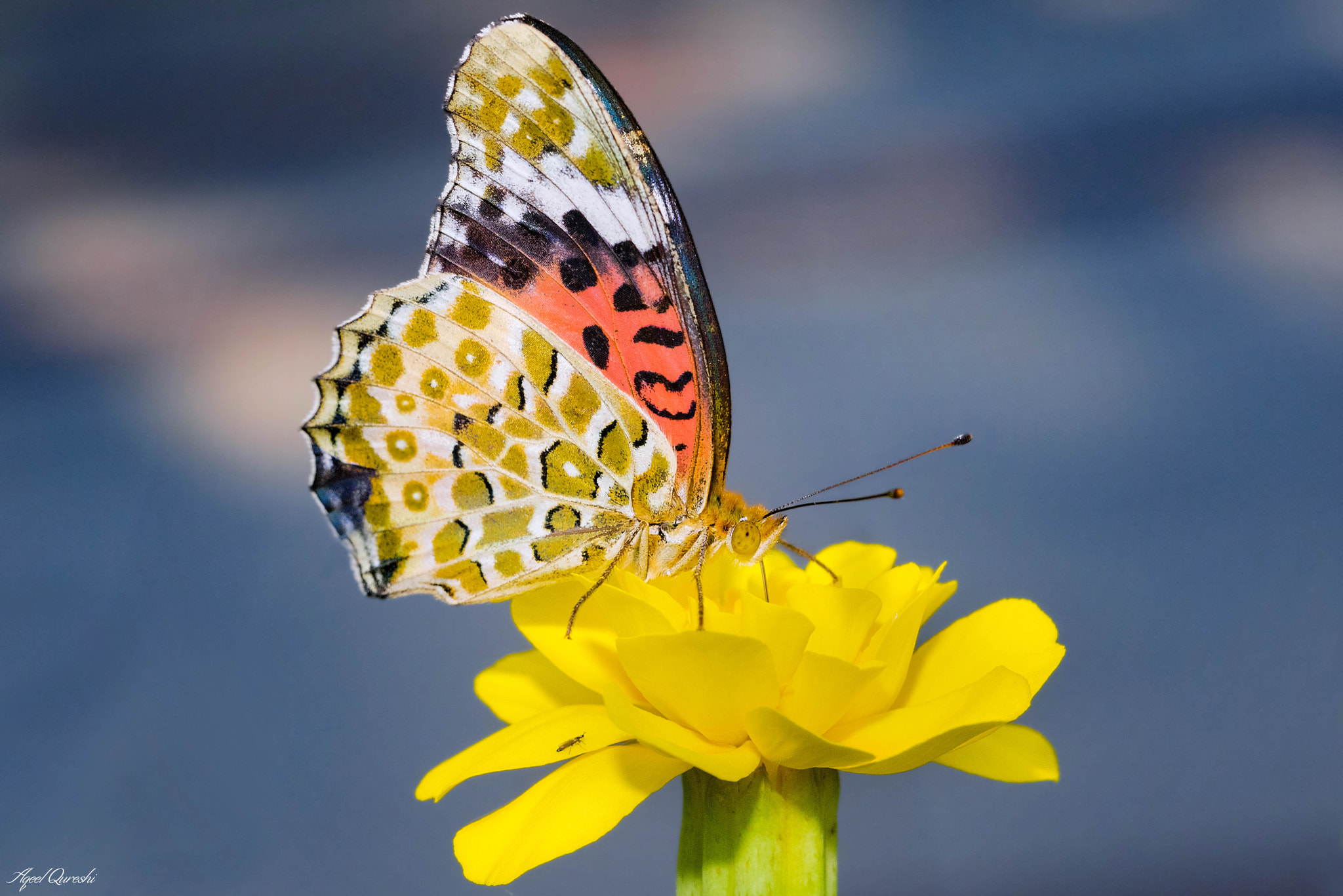 Nikon D810 + Tamron SP 90mm F2.8 Di VC USD 1:1 Macro (F004) sample photo. Butterfly 蝶々 photography