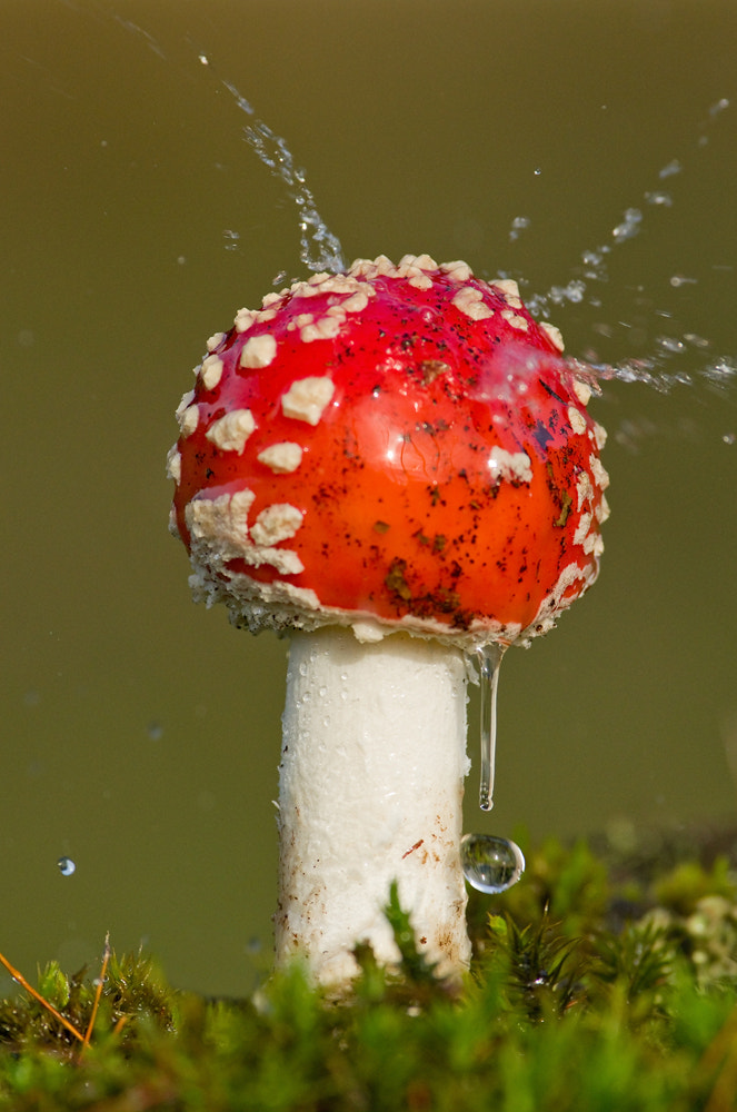 Pentax K-5 II + Pentax smc DA* 300mm F4.0 ED (IF) SDM sample photo. Mushroom photography