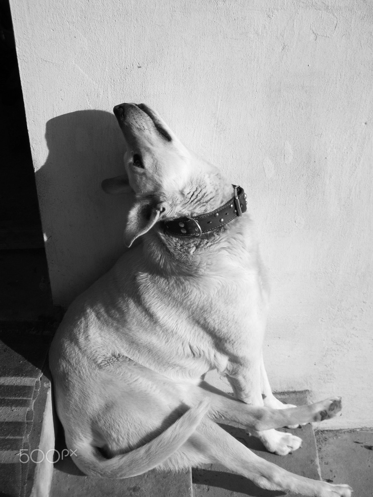 Fujifilm FinePix S9800 sample photo. Anymals photography