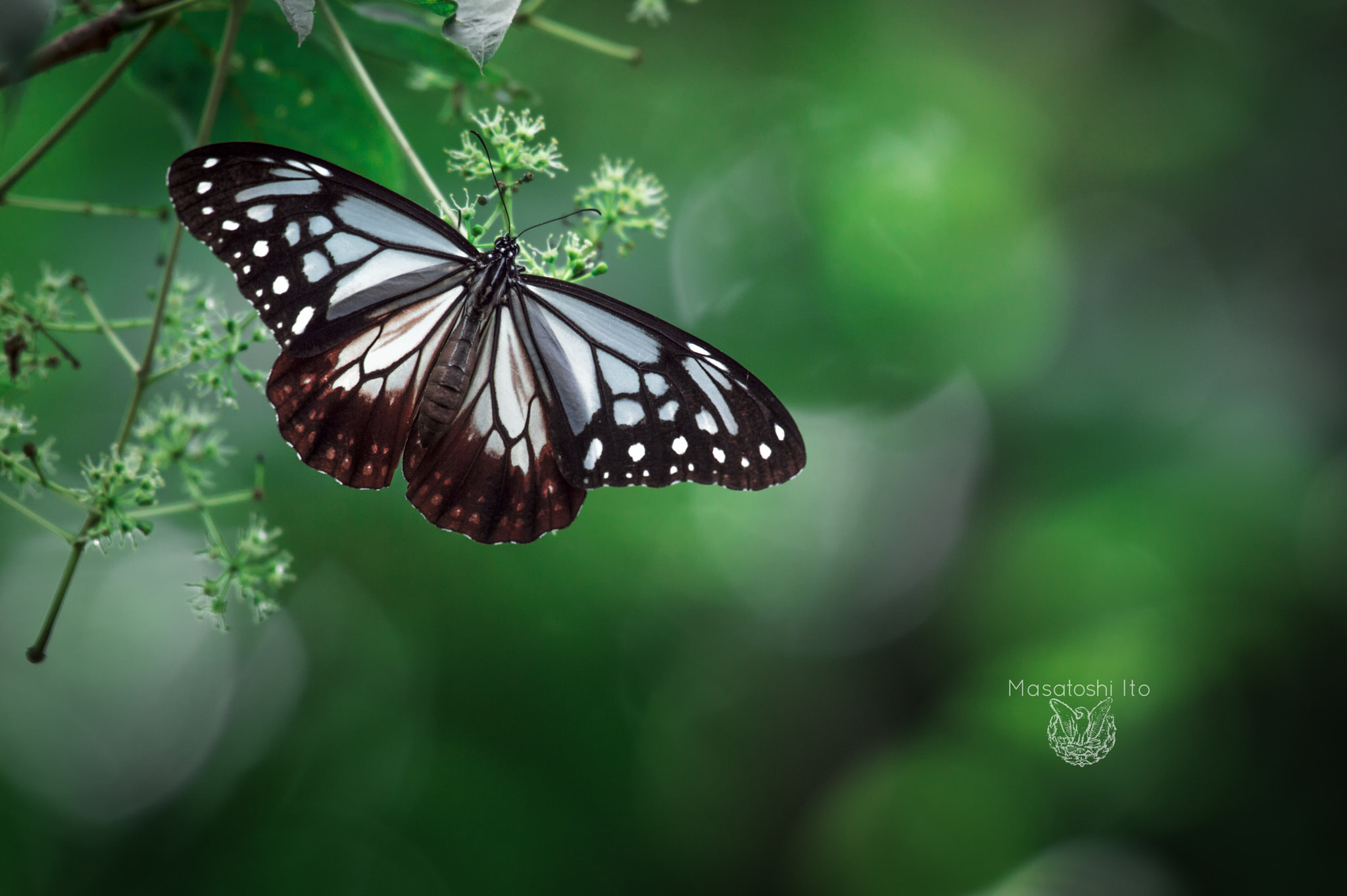 Nikon AF-S Nikkor 200-500mm F5.6E ED VR sample photo. Chestnut tiger butterfly photography