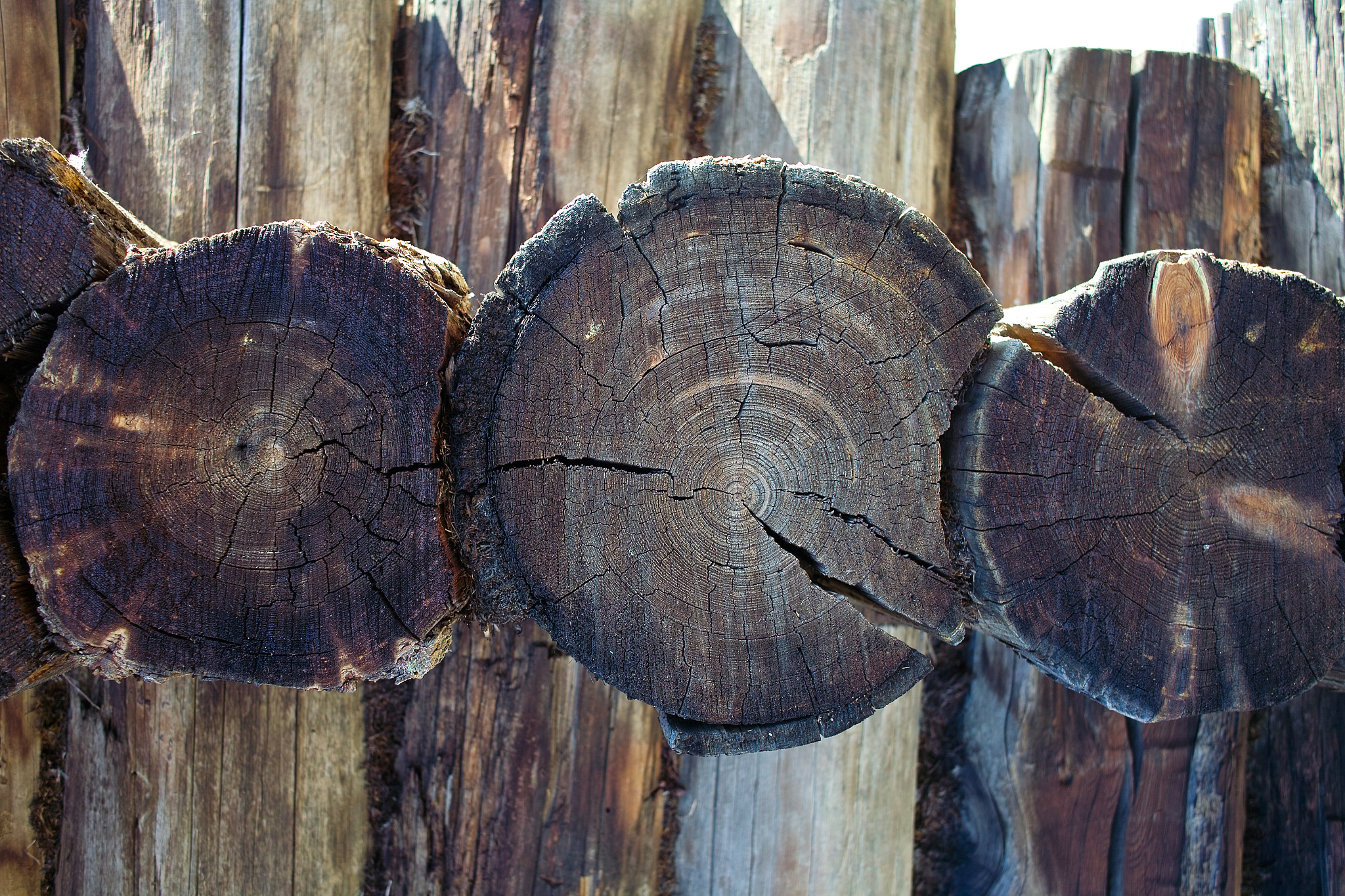 Sigma DP1s sample photo. Annual ring photography