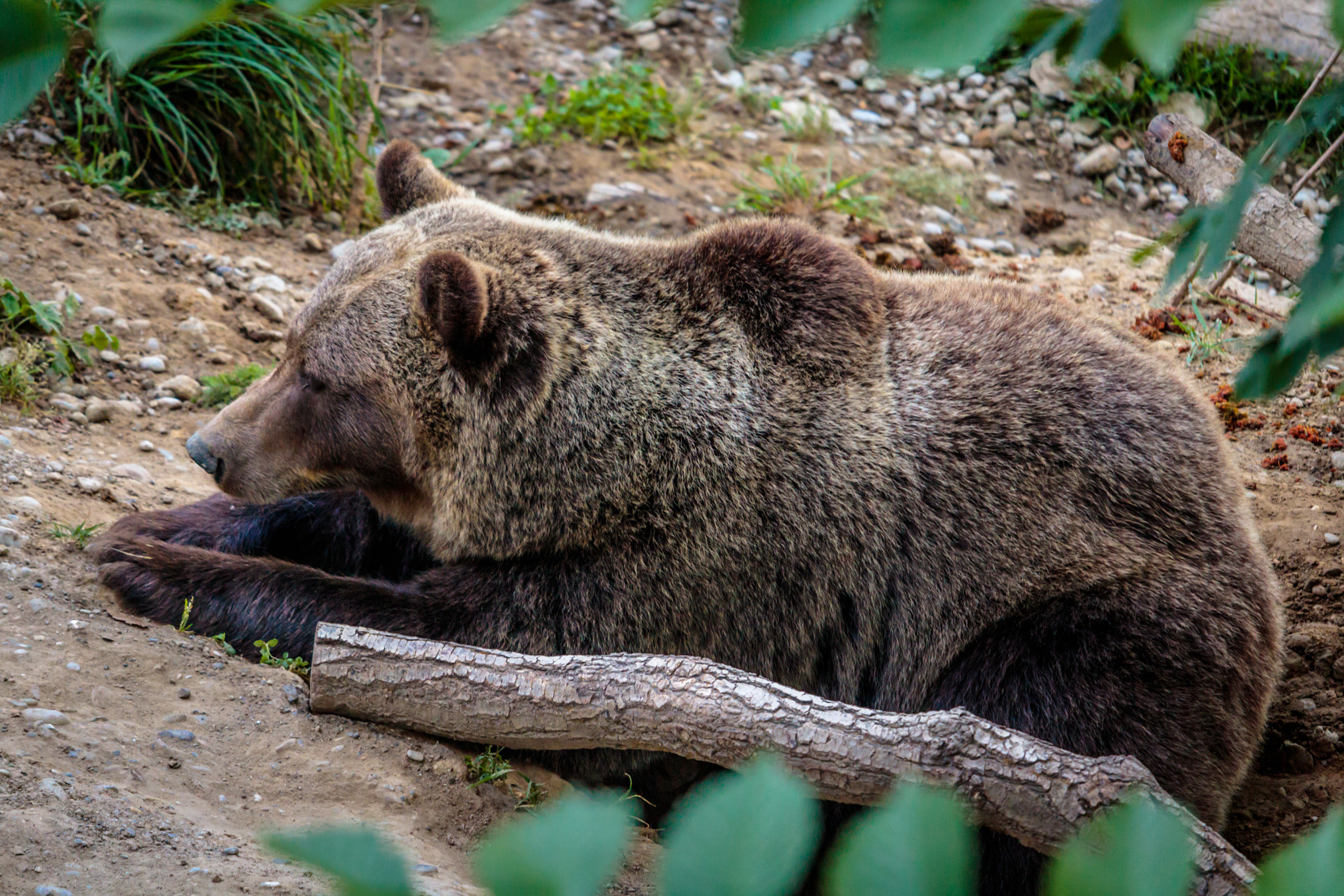 Canon EF-S 55-250mm F4-5.6 IS STM sample photo. Brown bear photography