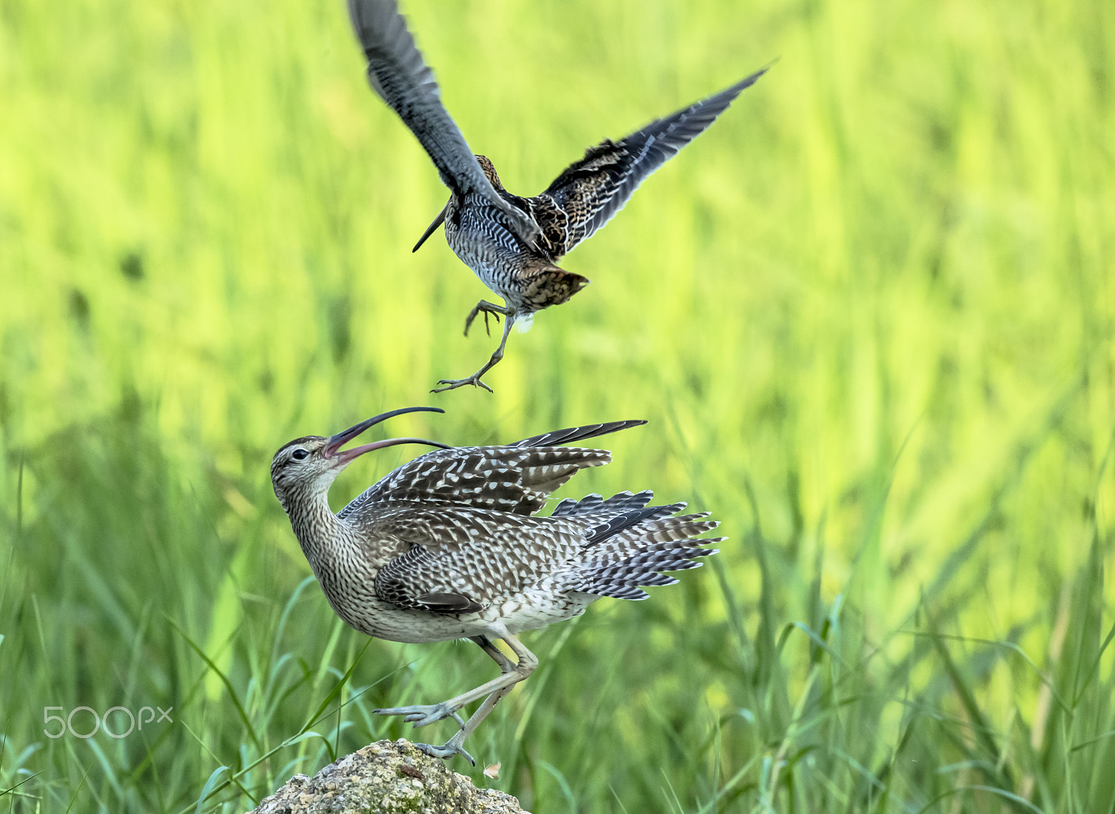 Canon EF 800mm F5.6L IS USM sample photo. You can not rest on my head ! photography
