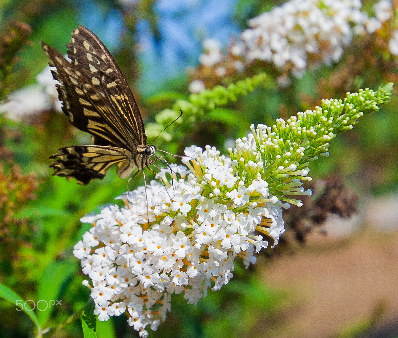 Canon EF 300mm f/2.8L sample photo. Butterfly photography
