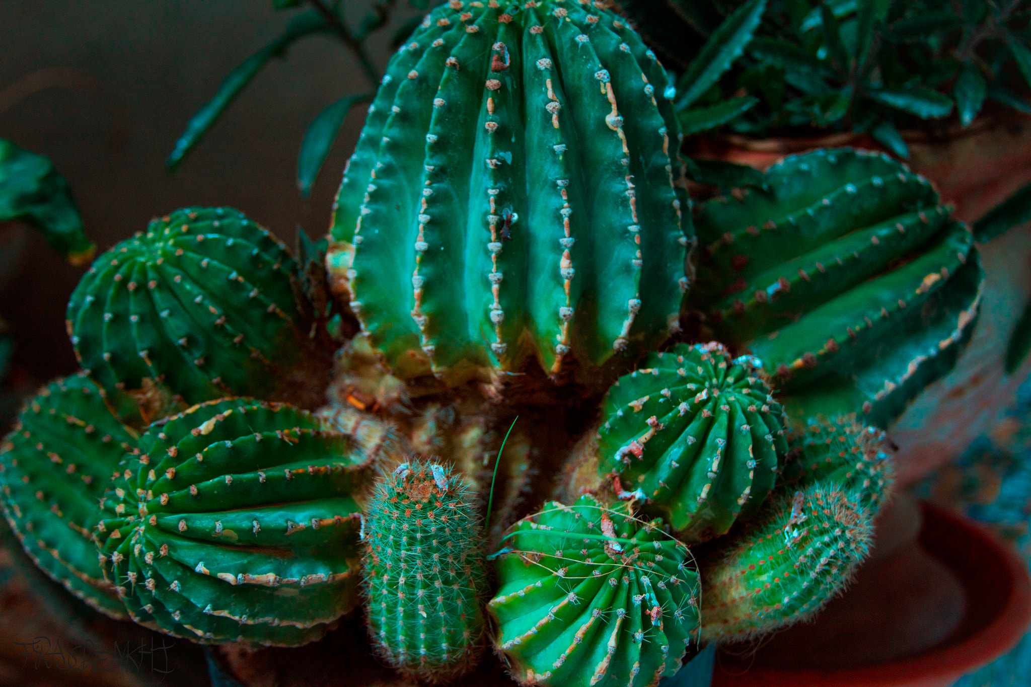 Canon EF 28-135mm F3.5-5.6 IS USM sample photo. Cactus house photography