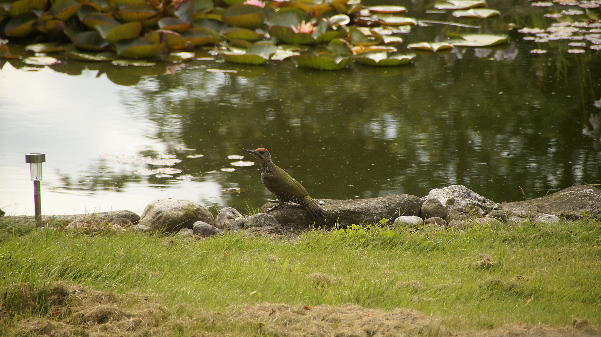 Sony SLT-A33 sample photo. Green woodpecker photography