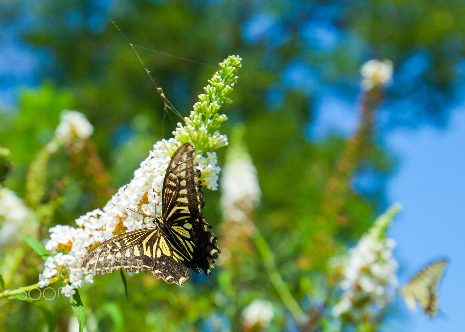 Canon EF 300mm f/2.8L sample photo. Butterfly photography