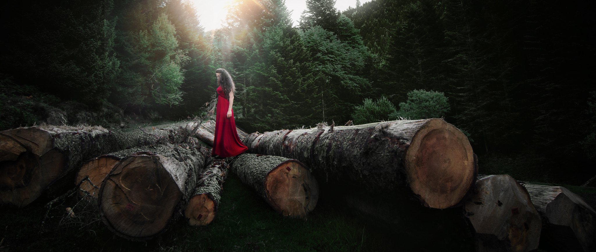 Tokina AT-X Pro 12-24mm F4 (IF) DX sample photo. Sad forest photography