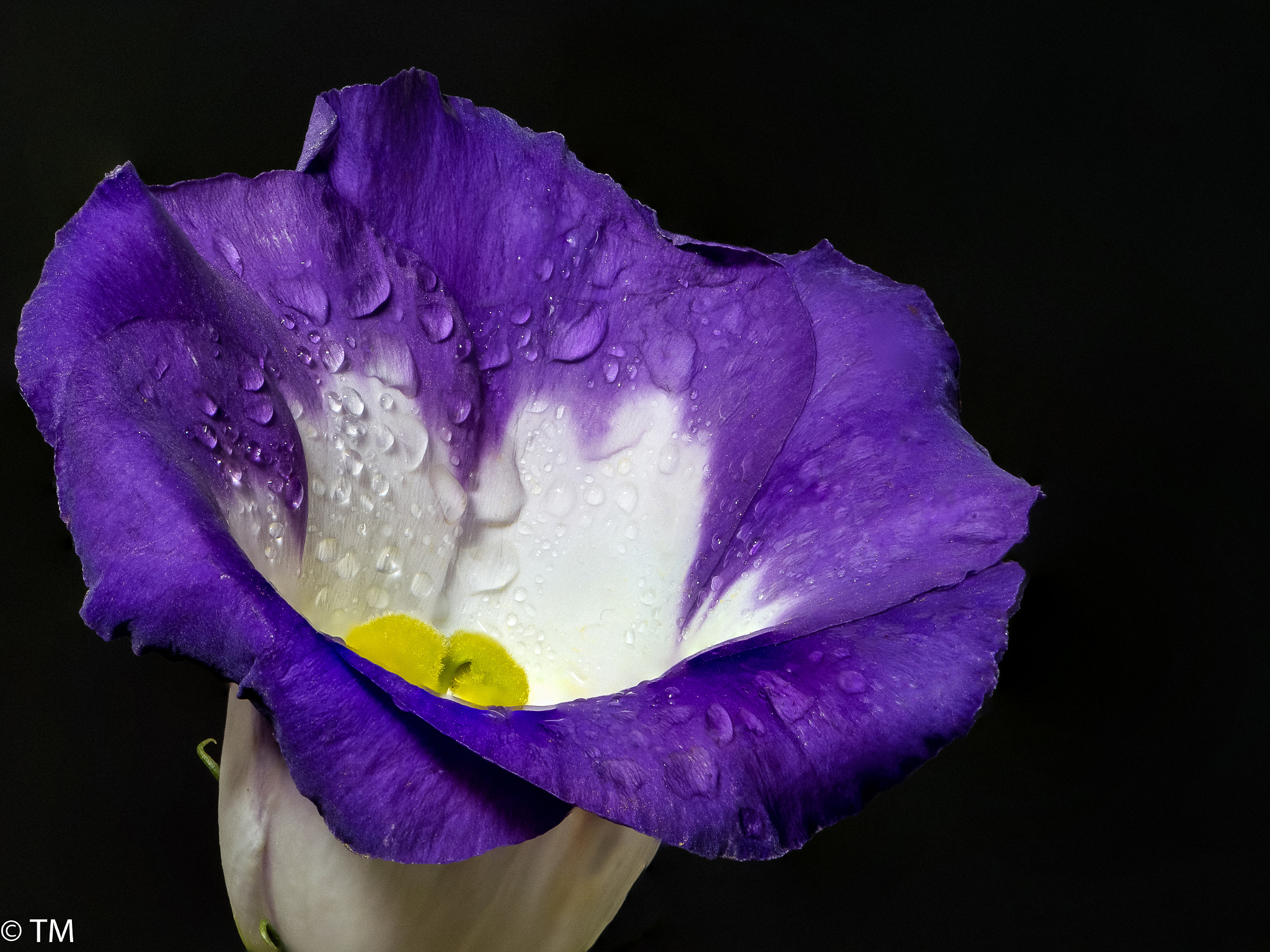Nikon AF-S Micro-Nikkor 105mm F2.8G IF-ED VR sample photo. Blossom photography