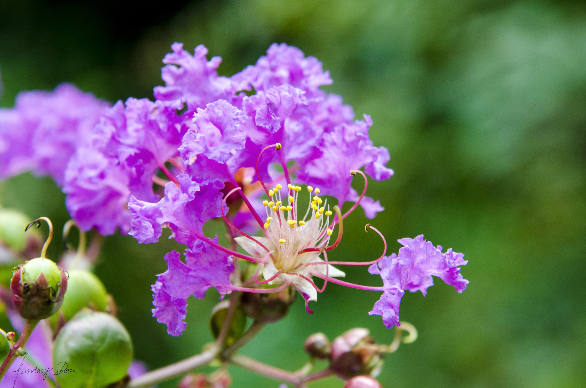 Nikon AF Nikkor 24-85mm F2.8-4D IF sample photo. Crape myrtle photography