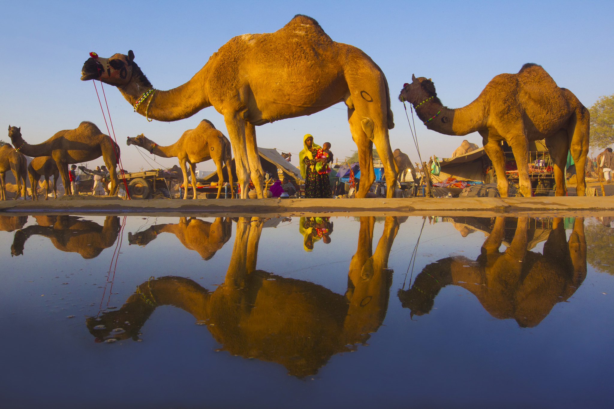 Canon EOS-1D Mark IV sample photo. Camels  at the pushkar fair photography