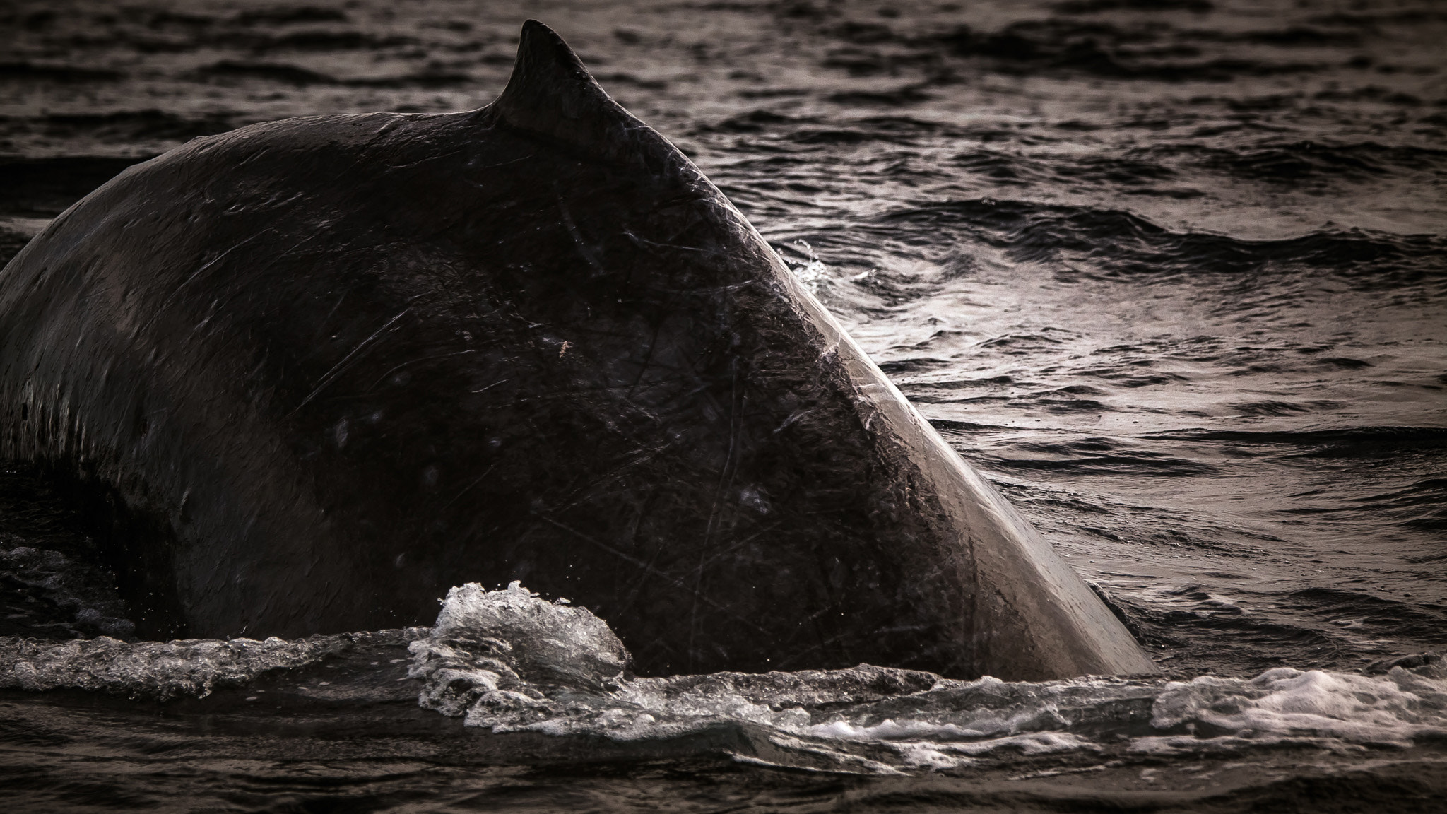 Canon EOS 50D sample photo. Leviathan photography