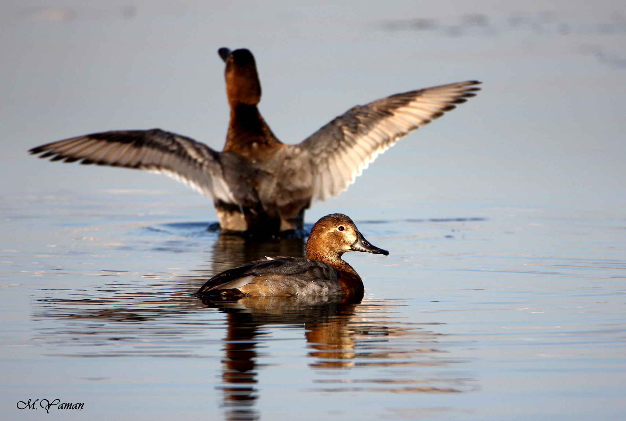 Tamron SP 150-600mm F5-6.3 Di VC USD sample photo. Elmabaş patka »common pochard photography