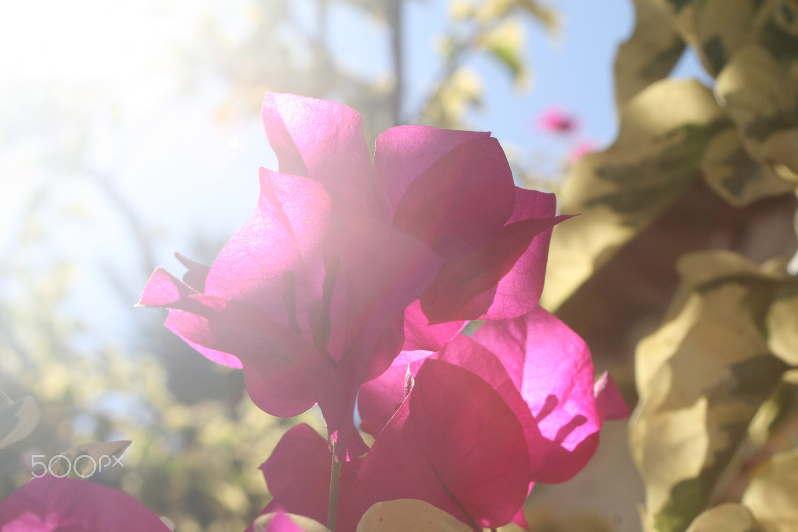 Canon EF 28-80mm f/3.5-5.6 sample photo. Img photography