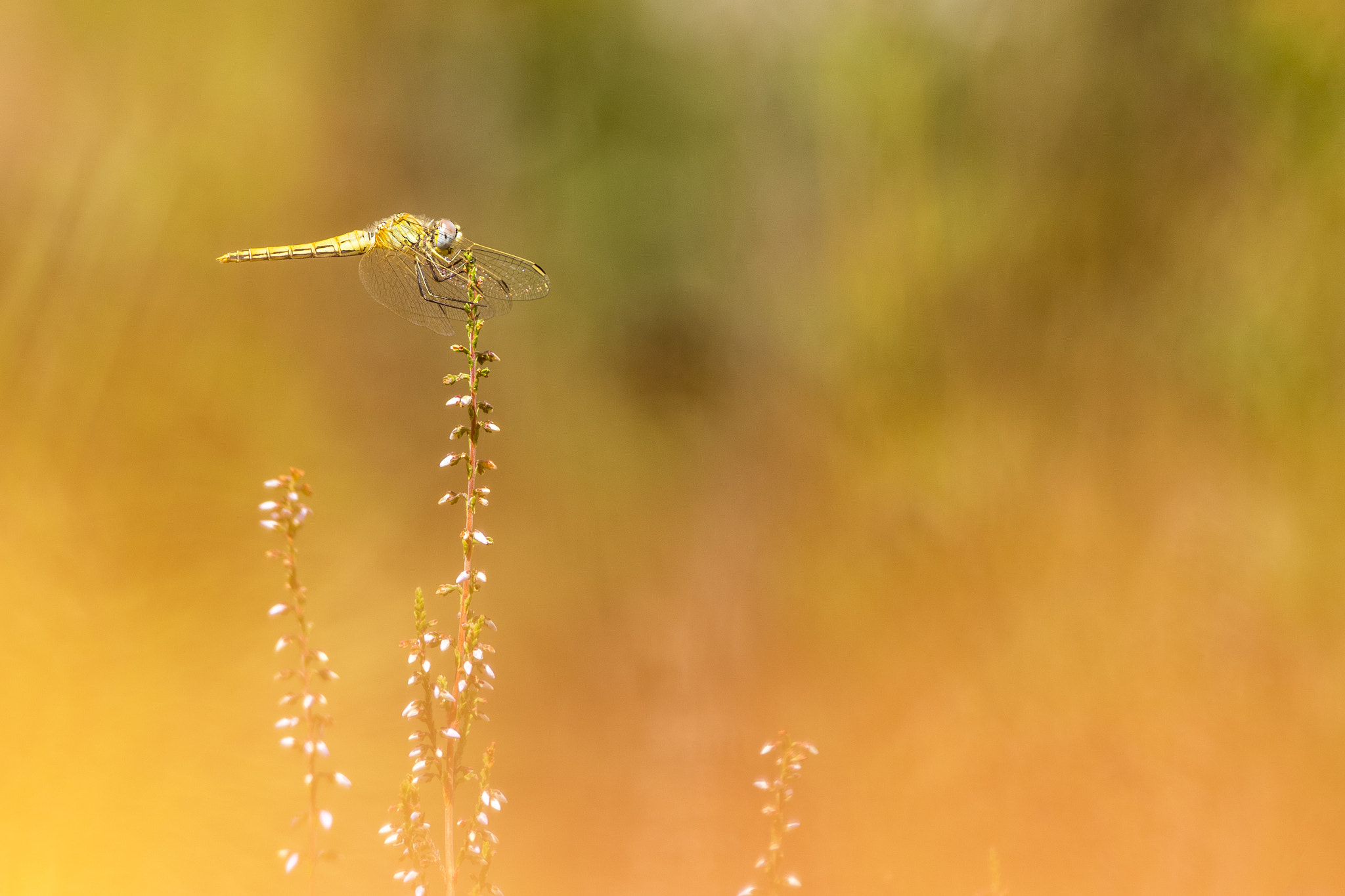 Pentax K-3 sample photo. Couleurs d'automne . photography