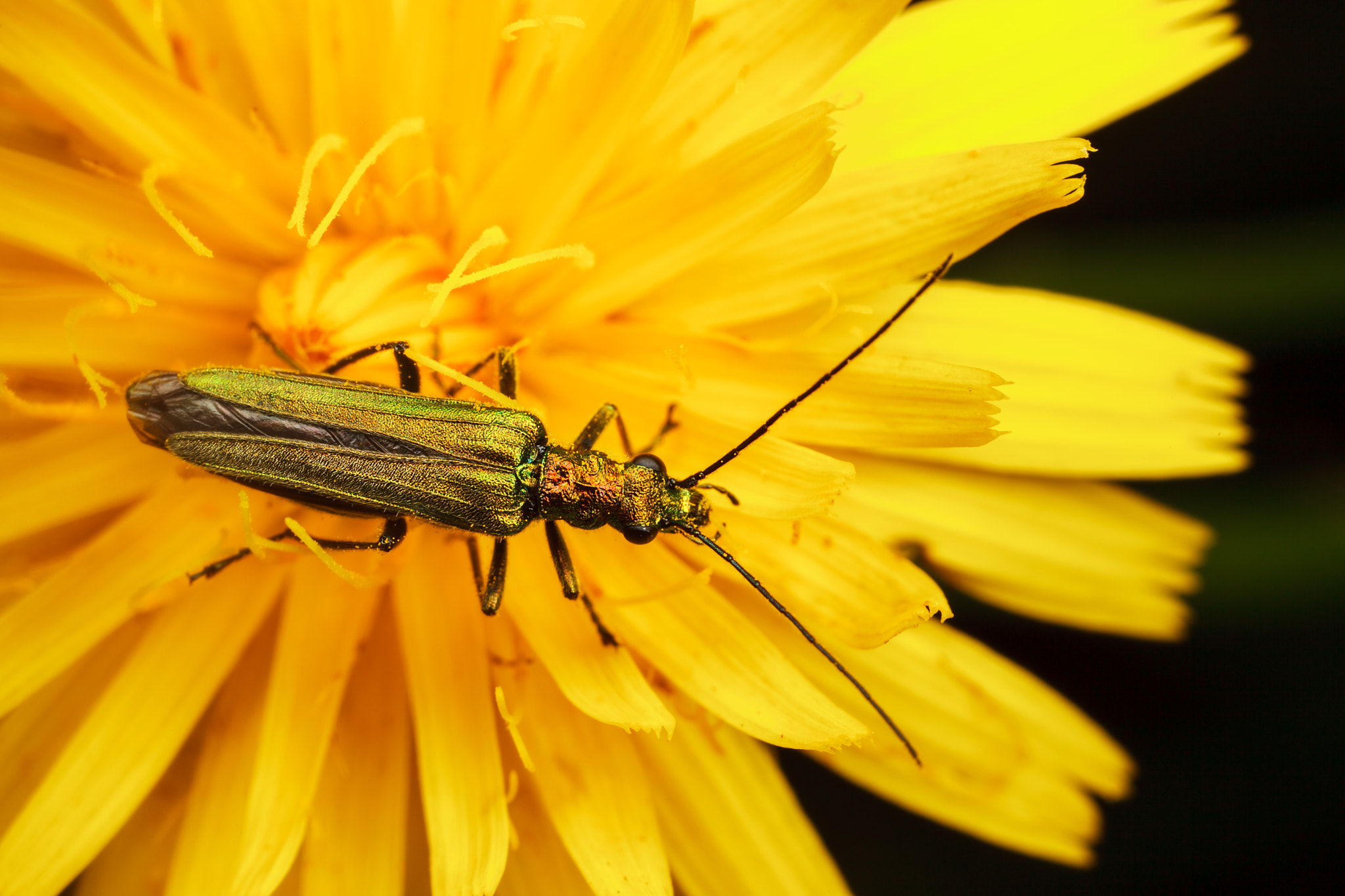 Canon EOS 5D Mark II + Canon MP-E 65mm F2.5 1-5x Macro Photo sample photo. Flower beetle photography