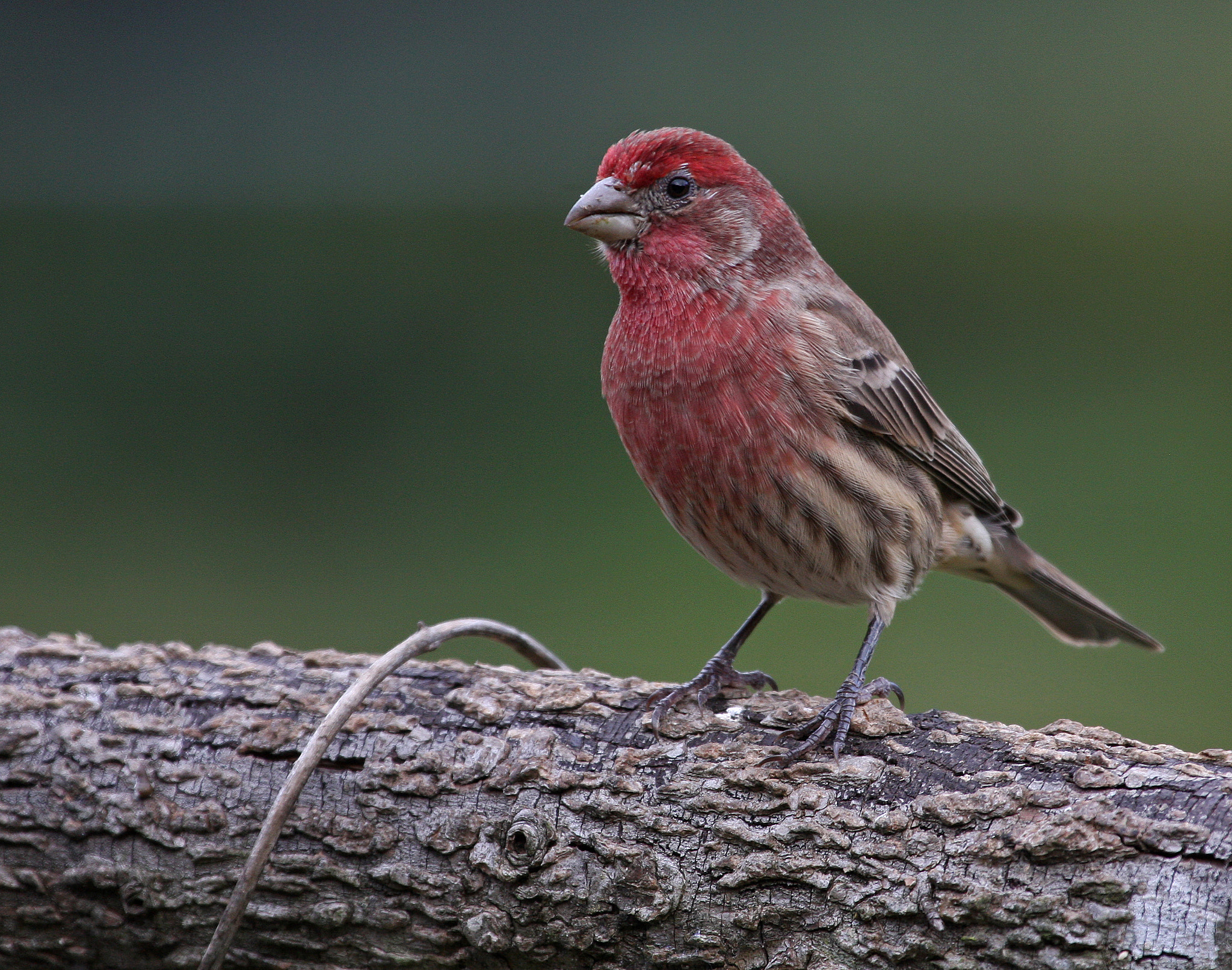 Canon EF 100-400mm F4.5-5.6L IS USM sample photo. Male house finch photography