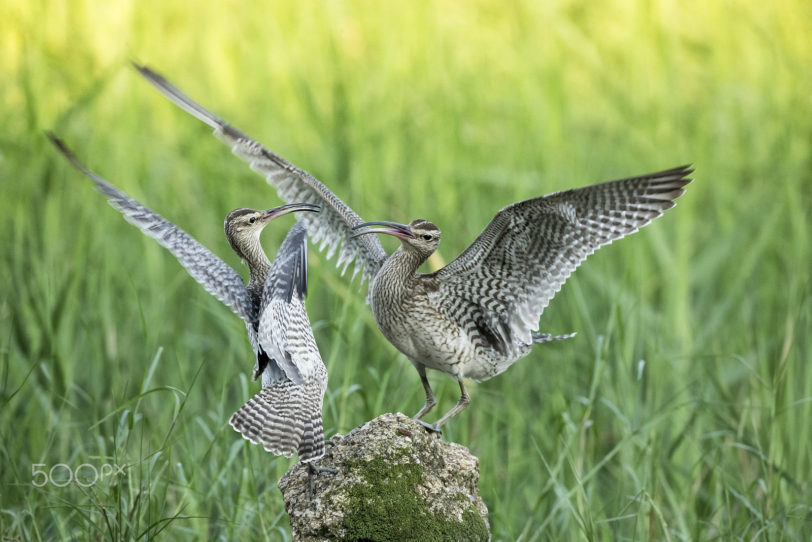 Canon EOS-1D X + Canon EF 800mm F5.6L IS USM sample photo. Let's dance photography